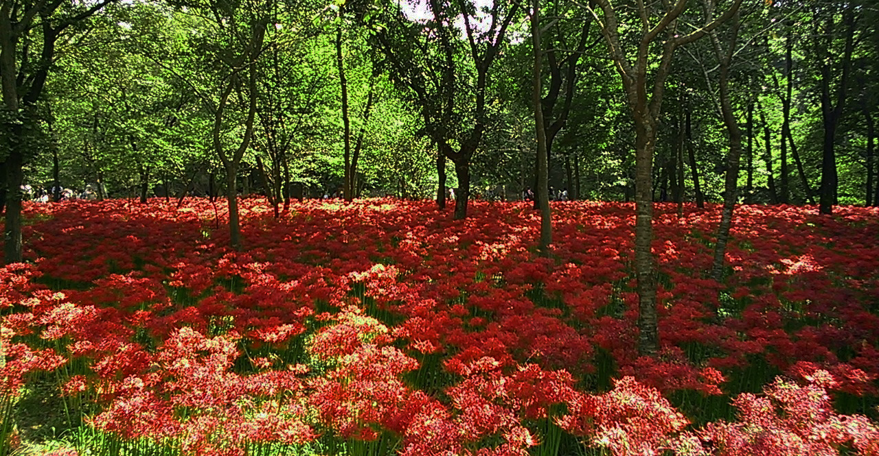 彼岸花の魅力を切り取る!曼珠沙華撮影の極意
