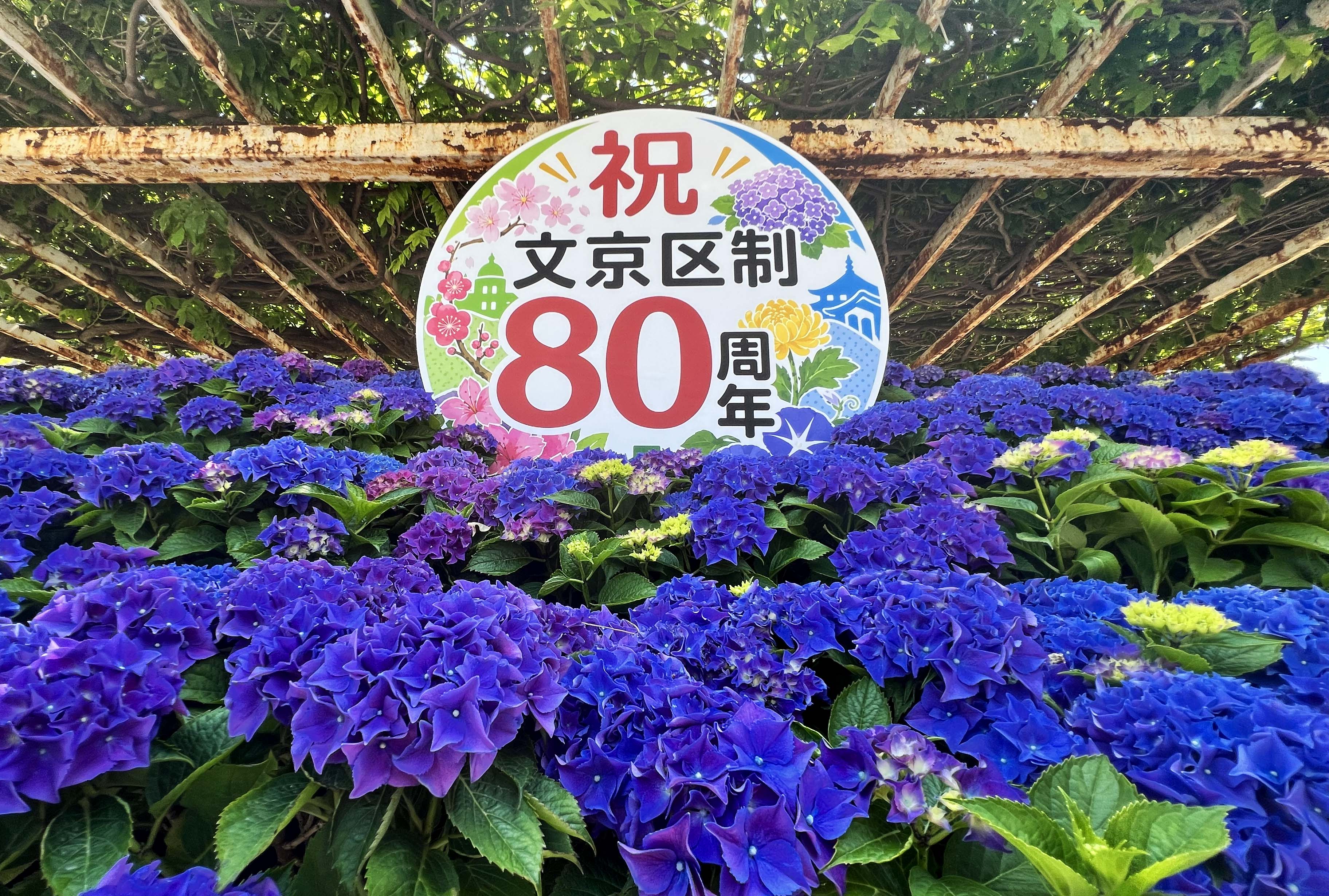 【梅雨の彩り】 文京あじさい祭へ行ってきました!