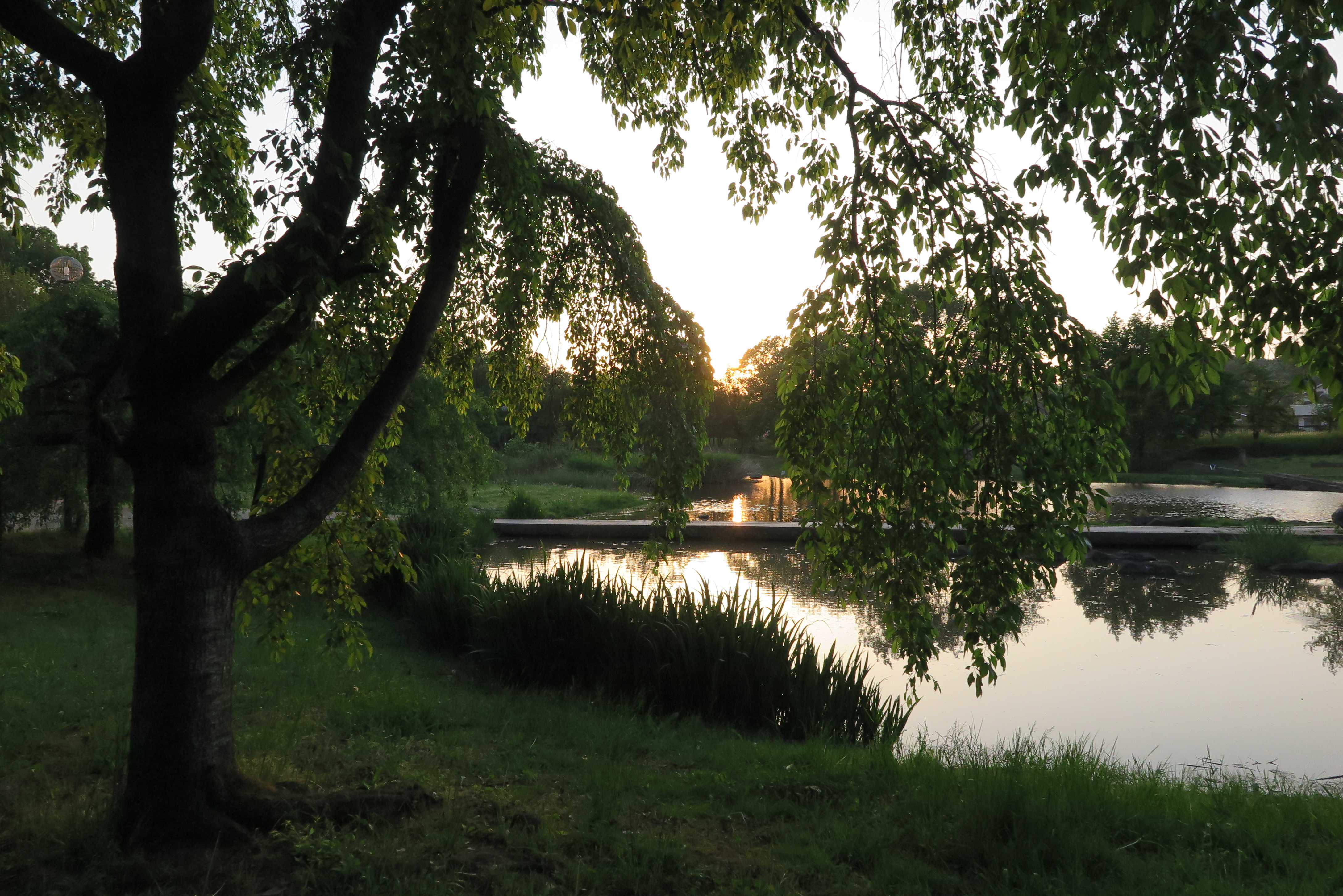 カメラと私と、あの日の猫たち