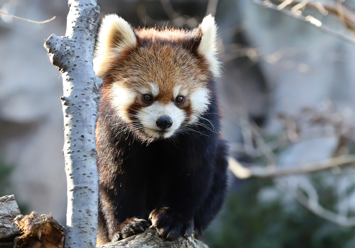 動物園で動物の撮影を楽しもう！【その2】