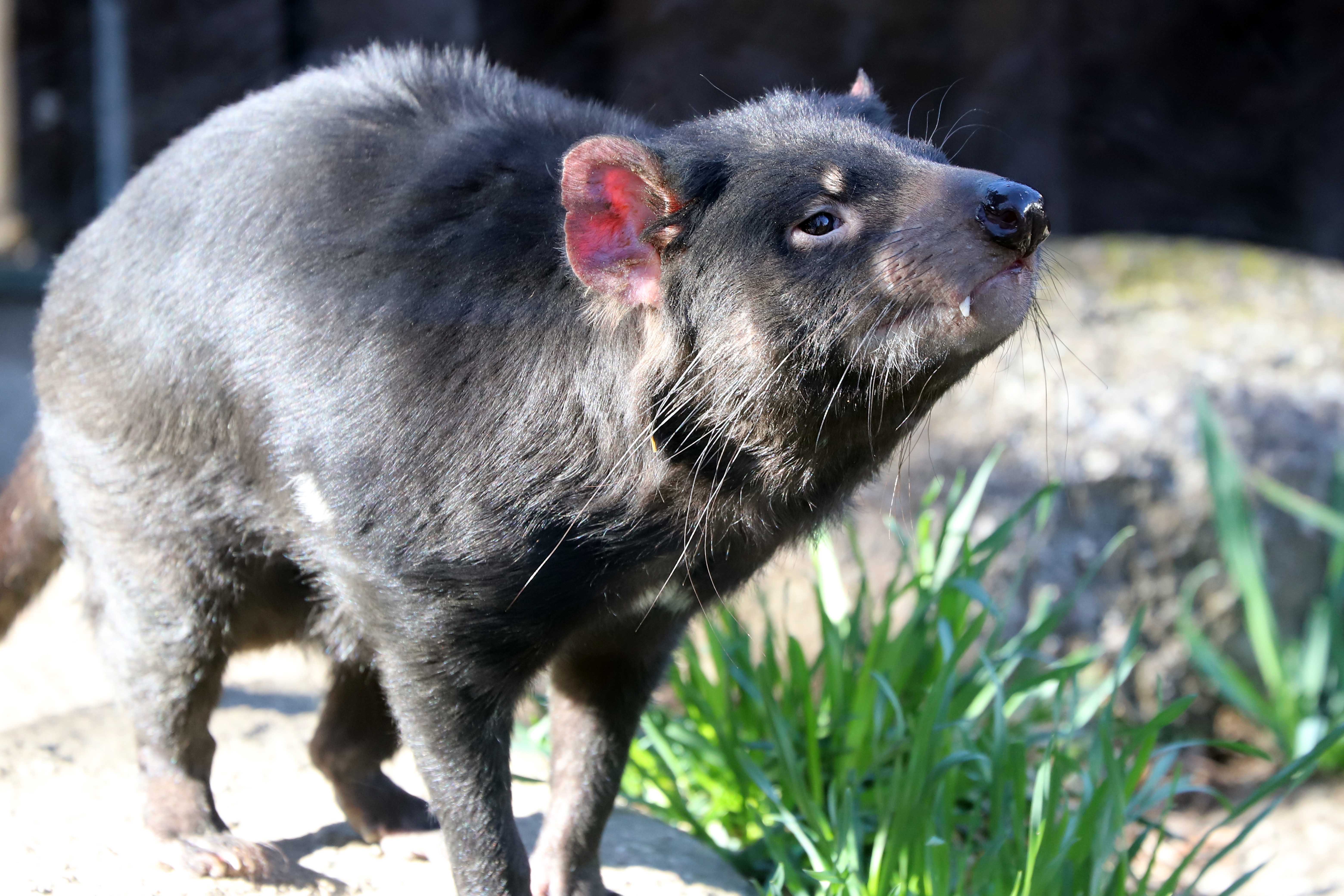 動物園で動物の撮影を楽しもう！【その1】