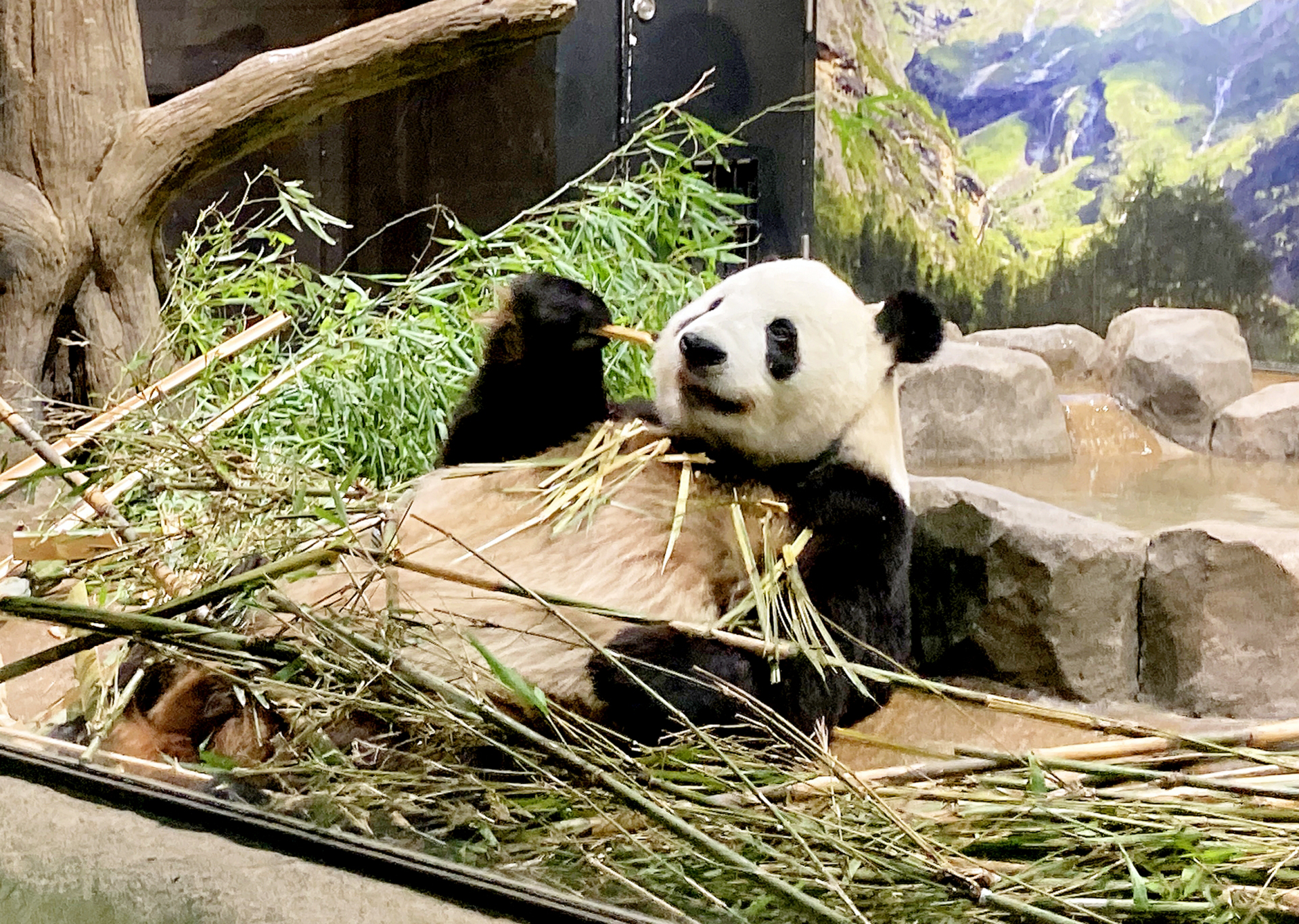 動物園で動物の撮影を楽しもう⑥