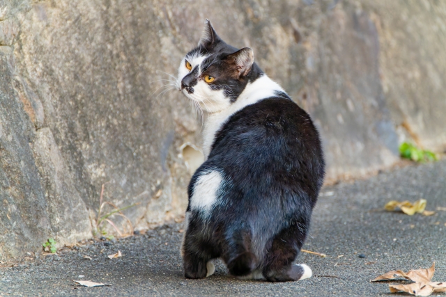 猫の日を過ぎても愛は止まらない!愛猫を「作品」に変える撮影術&シャッターチャンスの極意