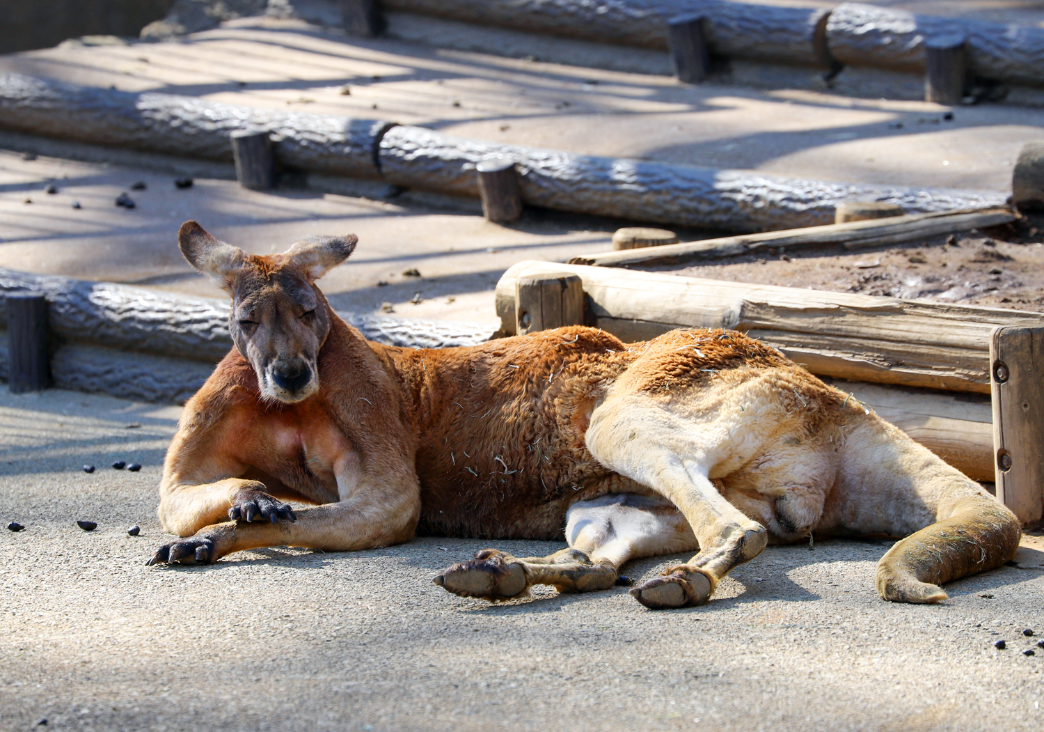 動物園で動物の撮影を楽しもう！【その3】