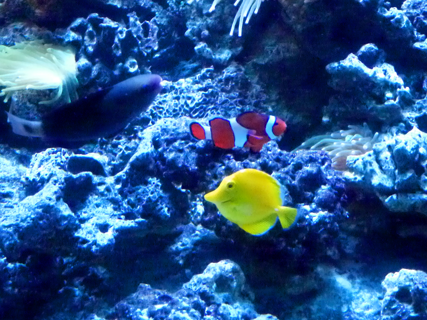 水族館の撮影で暑い夏をのりきろう！？