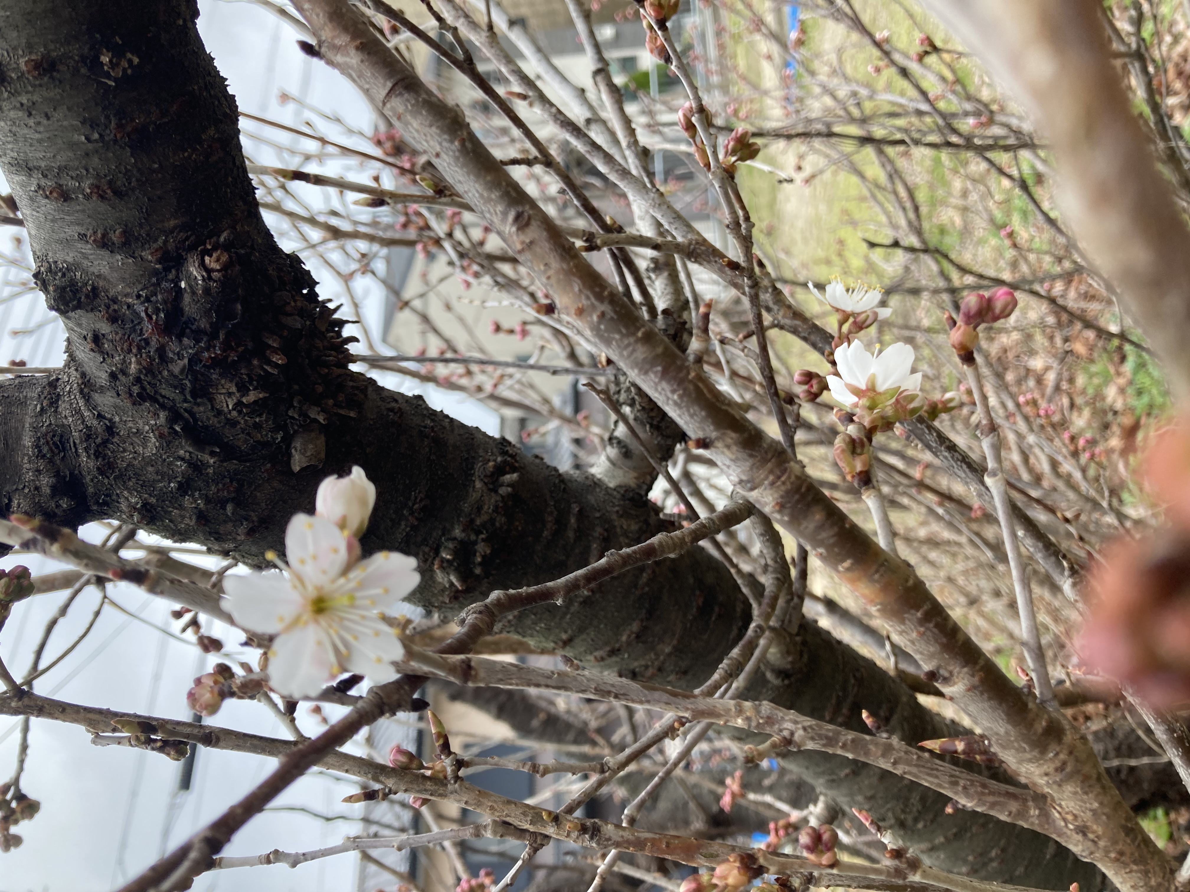 えっ!もう桜? 2月の朝