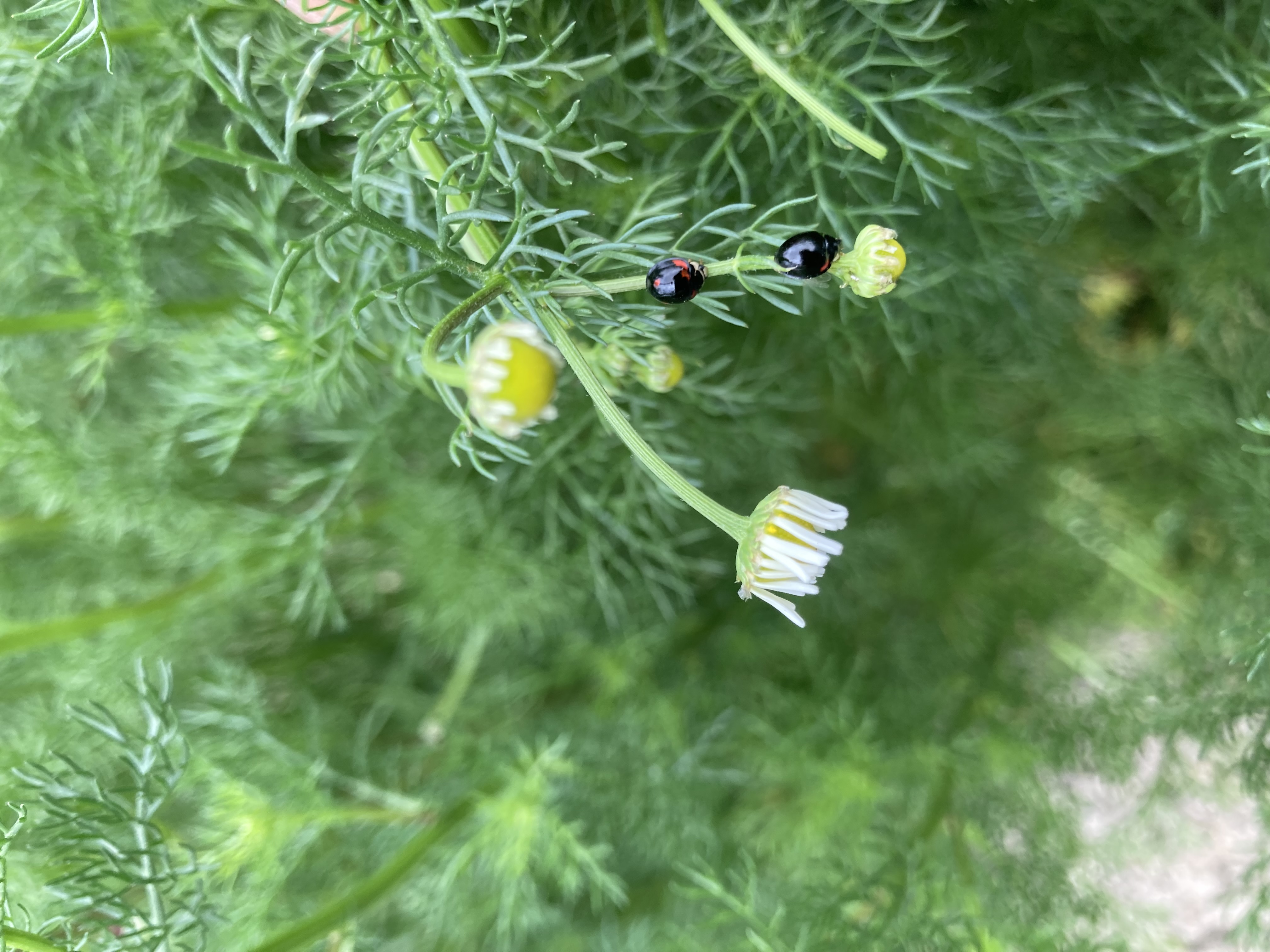 4/27 暮らしのハーブクラフト講座 カモミール