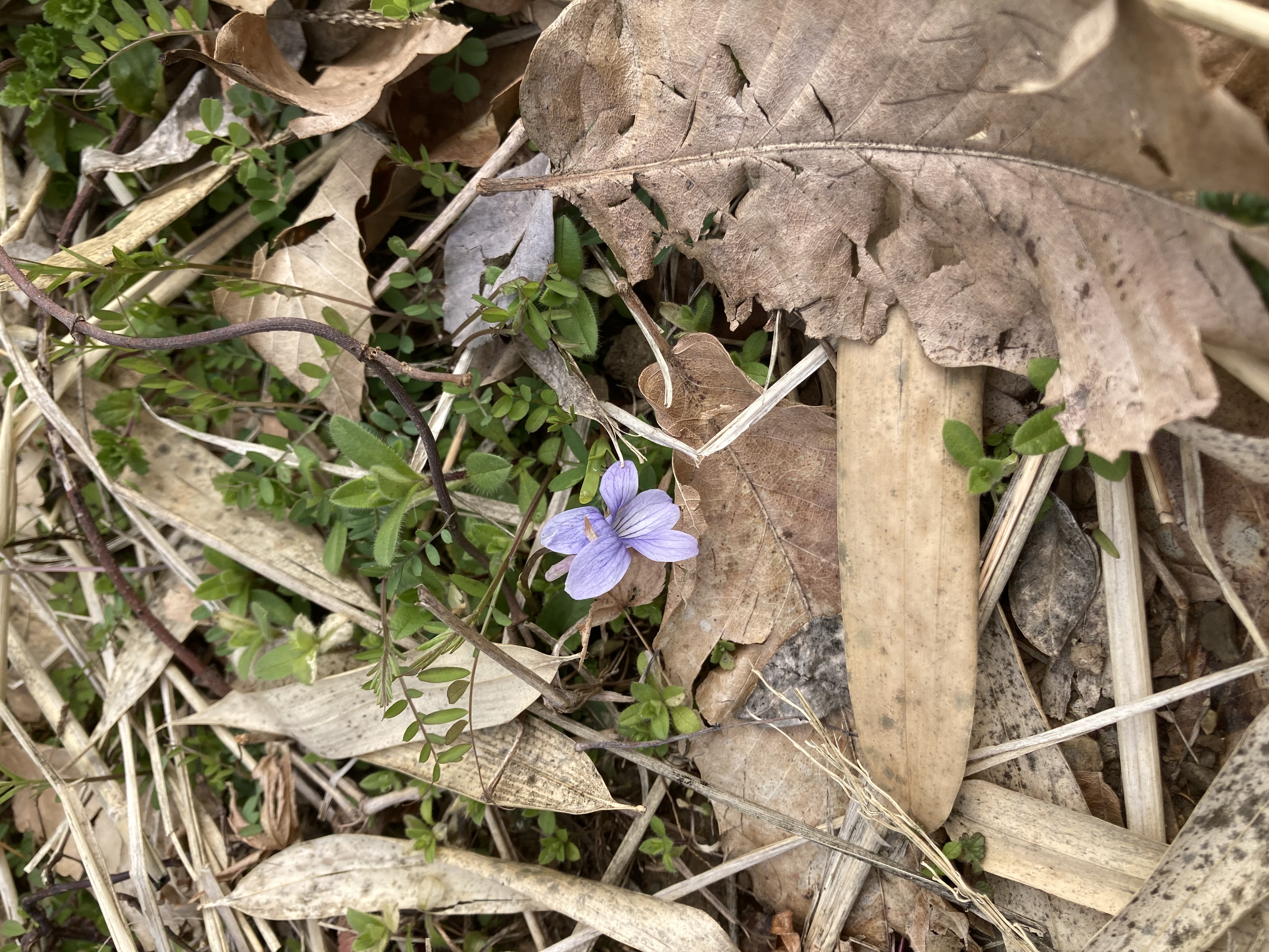 スミレの花〜今年も