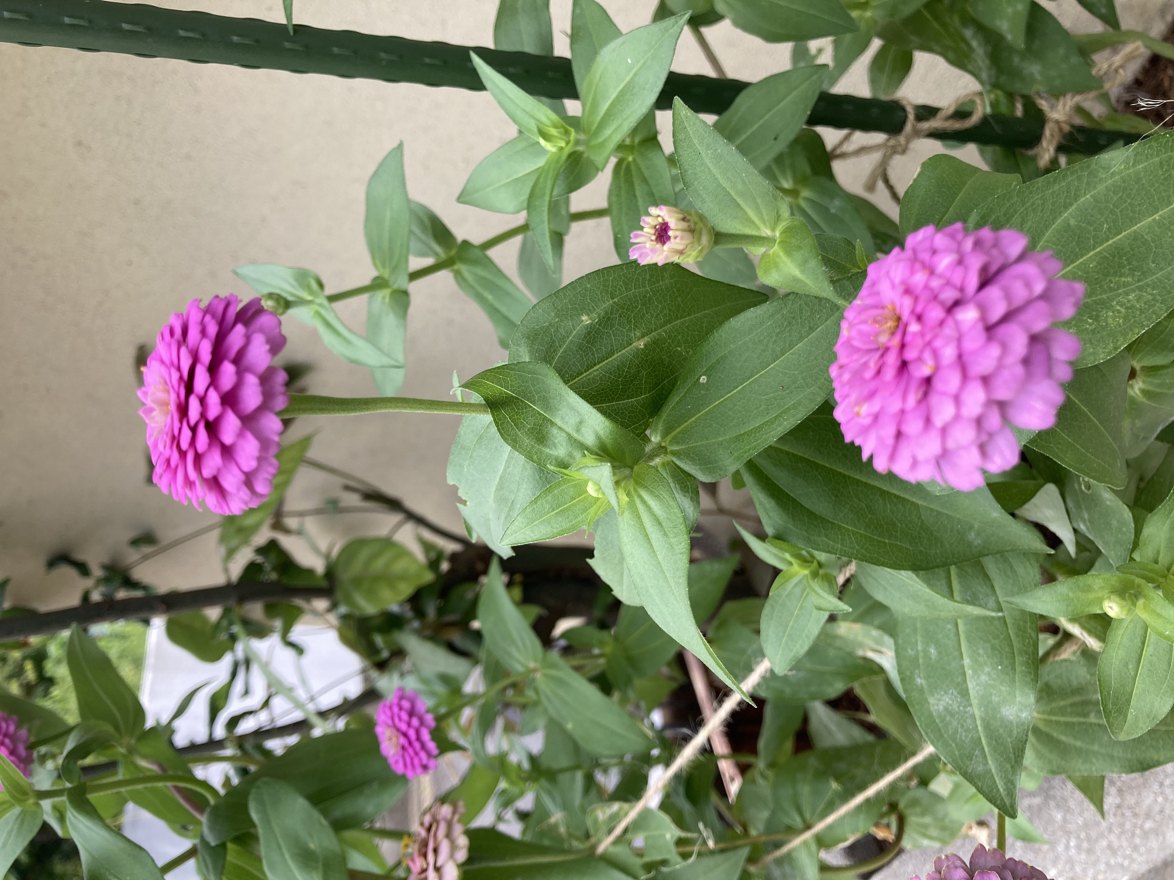 百日草〜晩夏の候