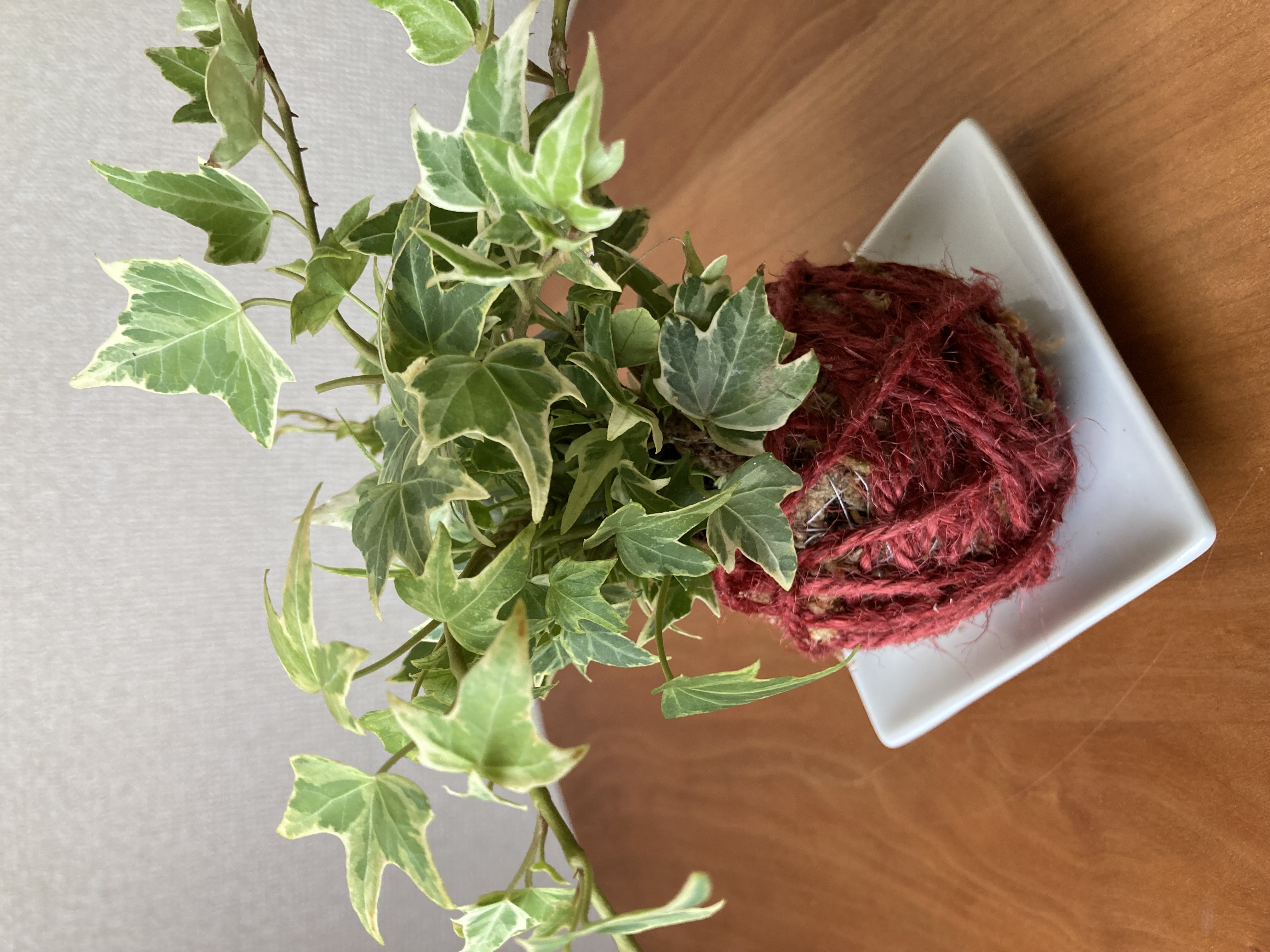 終了9/21【定期アレンジメント教室】カラフル コケ玉作り