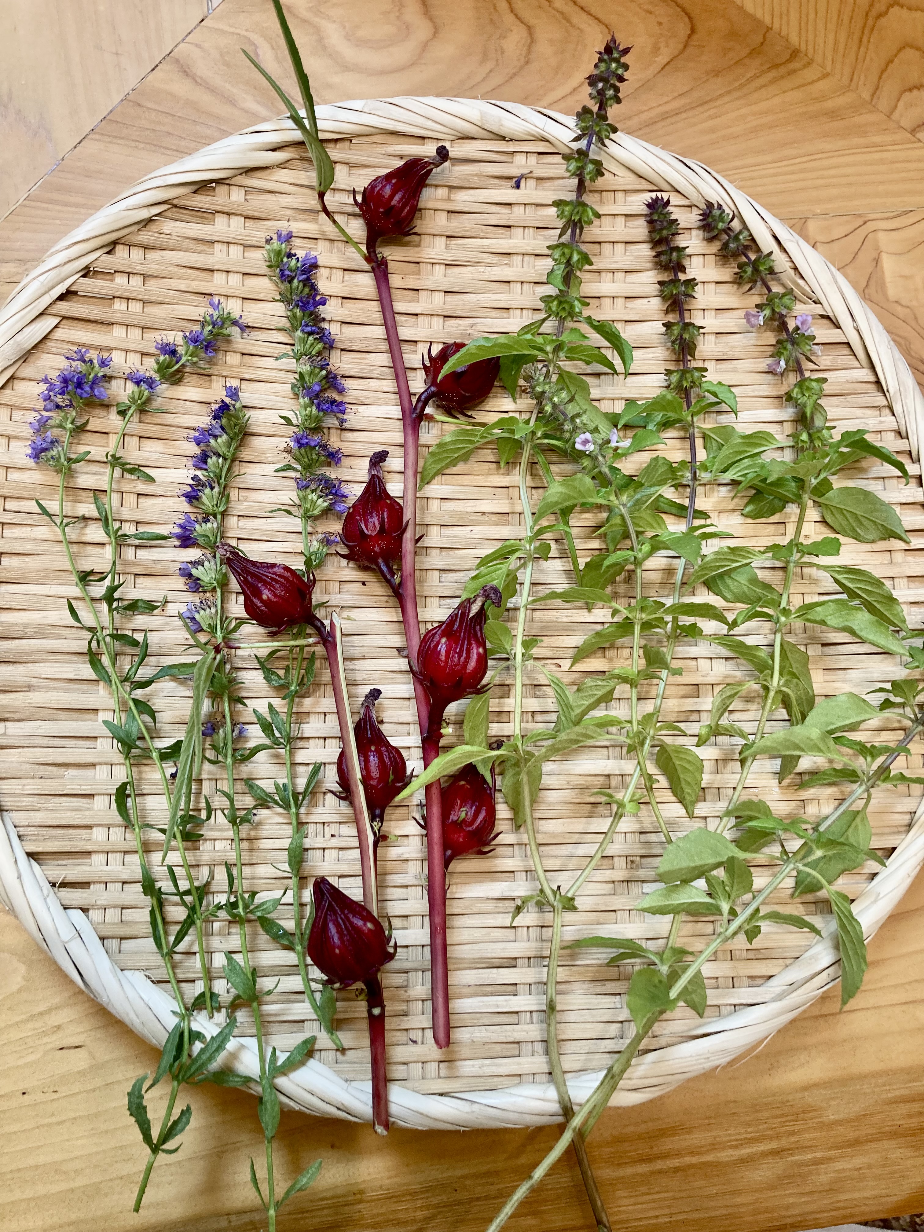 ハーブの摘みとり〜秋風のなか