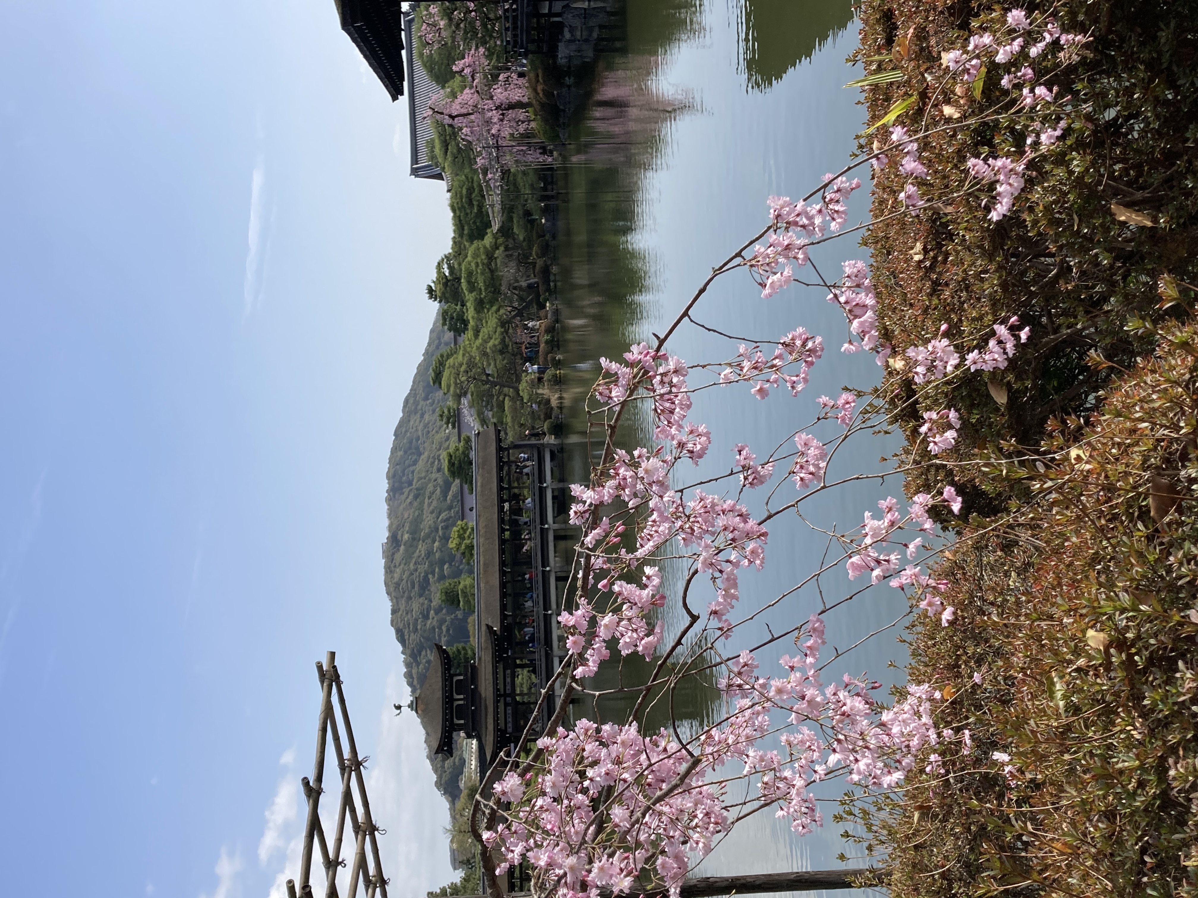 枝垂れ桜🌸〜平安神宮神苑