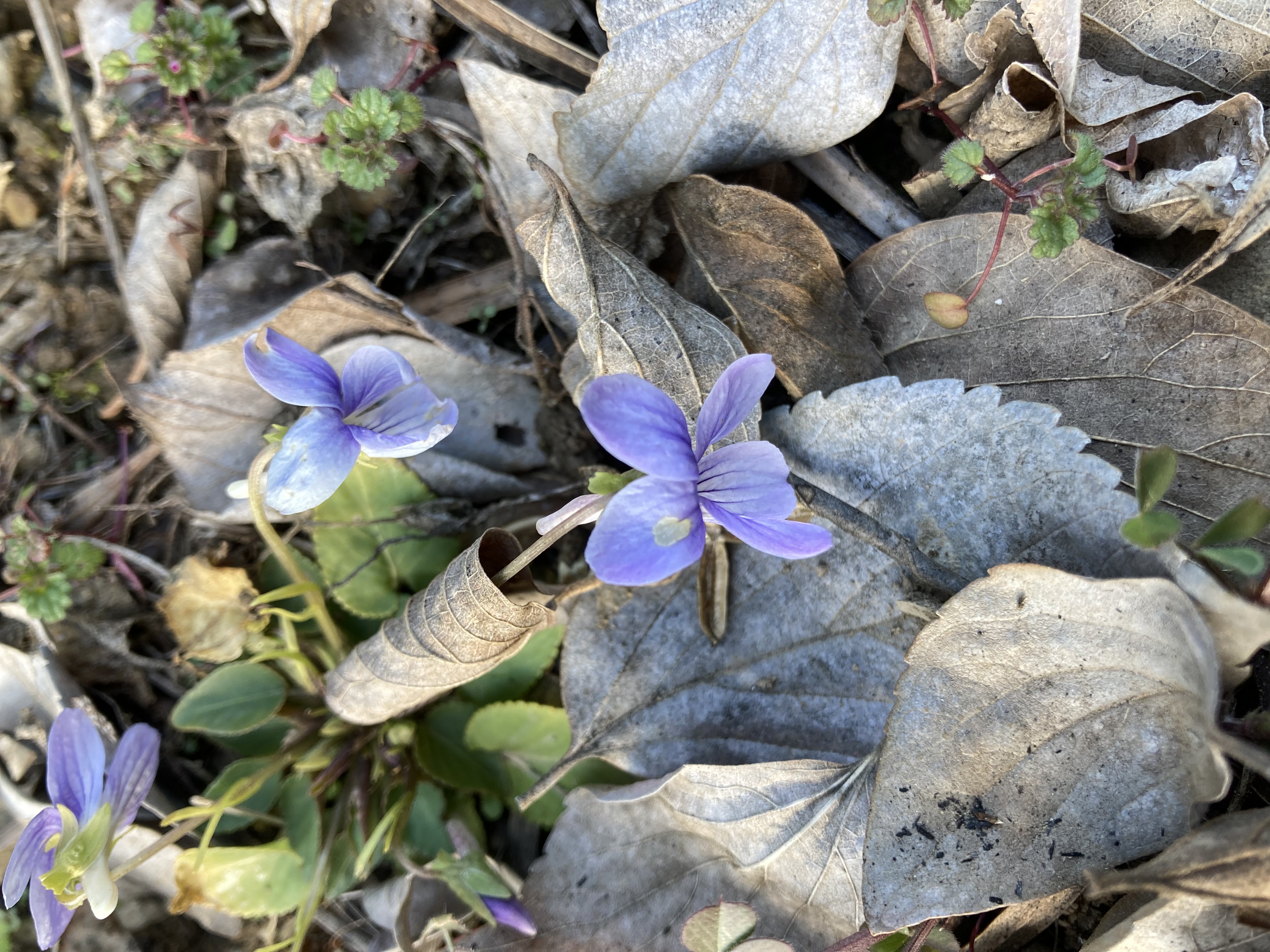 スミレの花