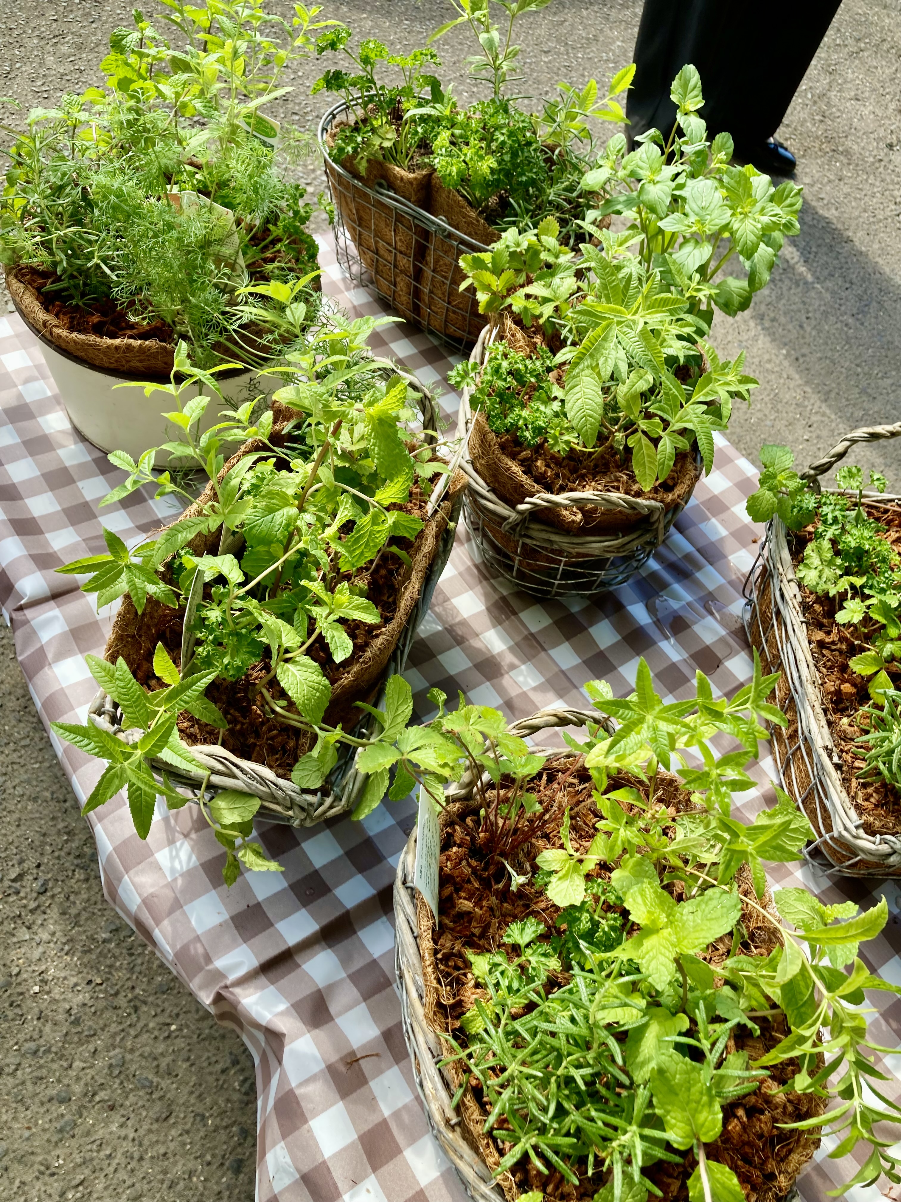 終了 10/6【イベント】キッチンハーブの寄せ植え