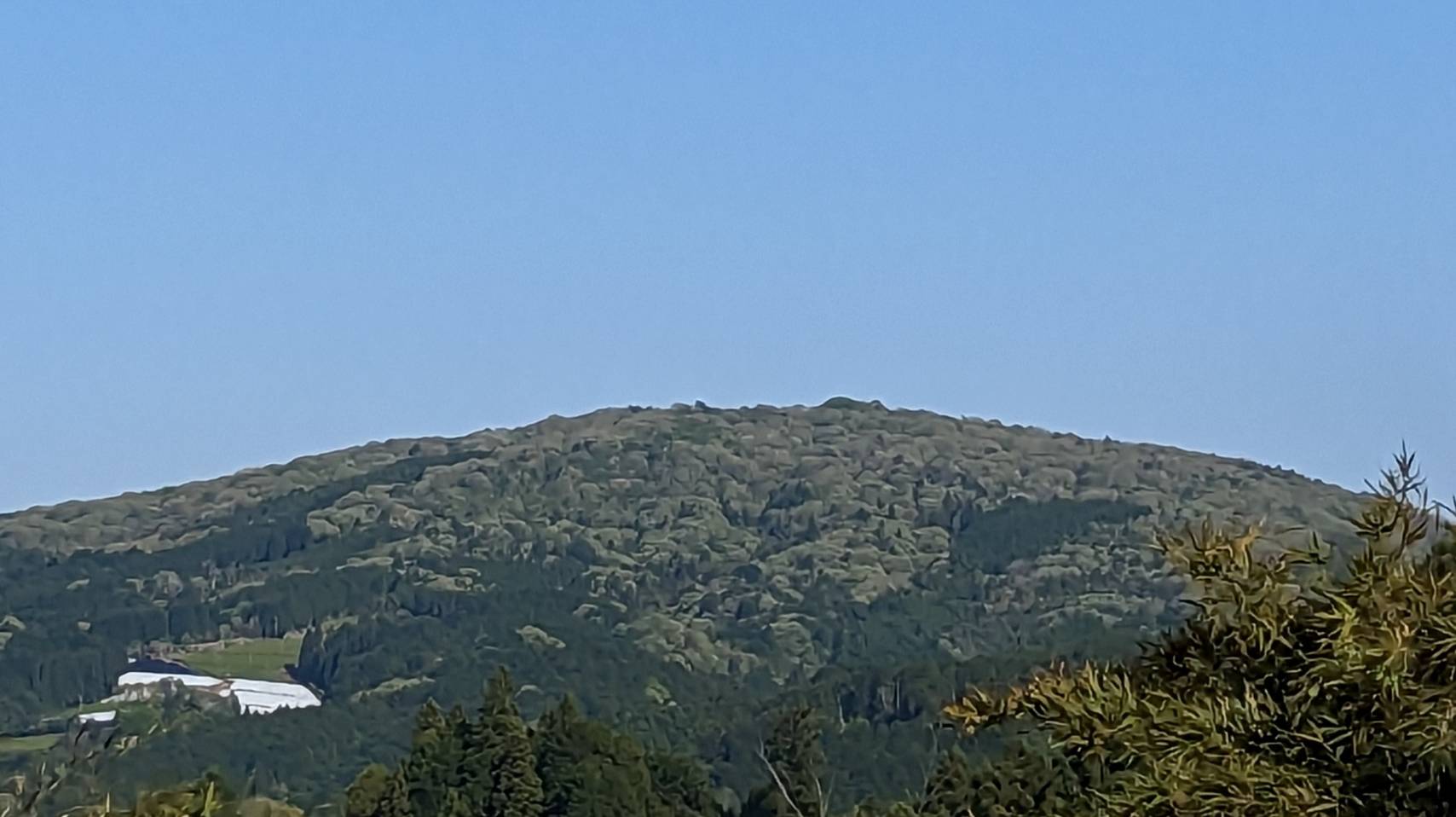 神野山と大和茶