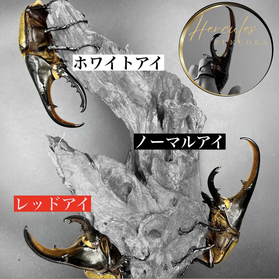 あなたは何派？