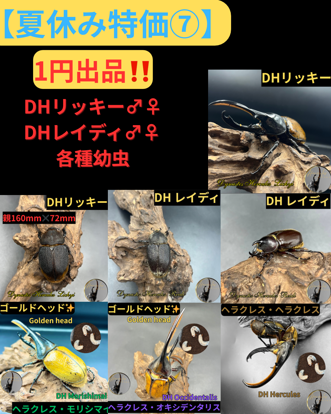 【夏休み特価第7弾‼️✨】