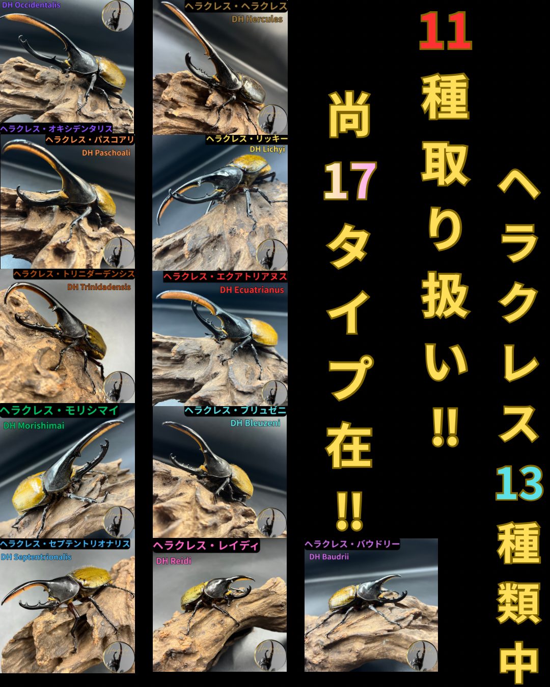 ヘラクレスは13種類あるって知ってましたか？