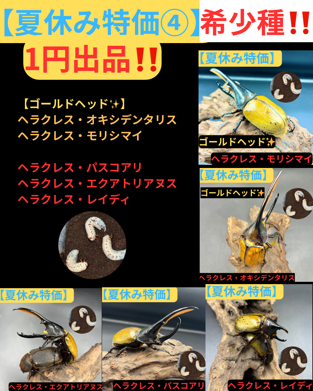 【夏休み特価第4弾‼️✨】