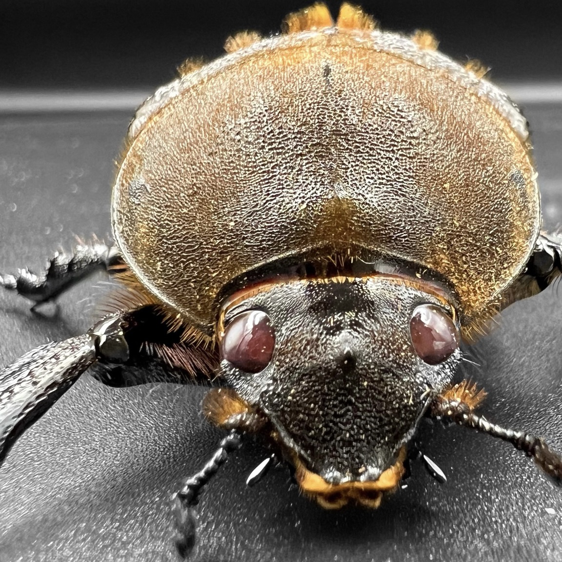 迫り来るメス♀