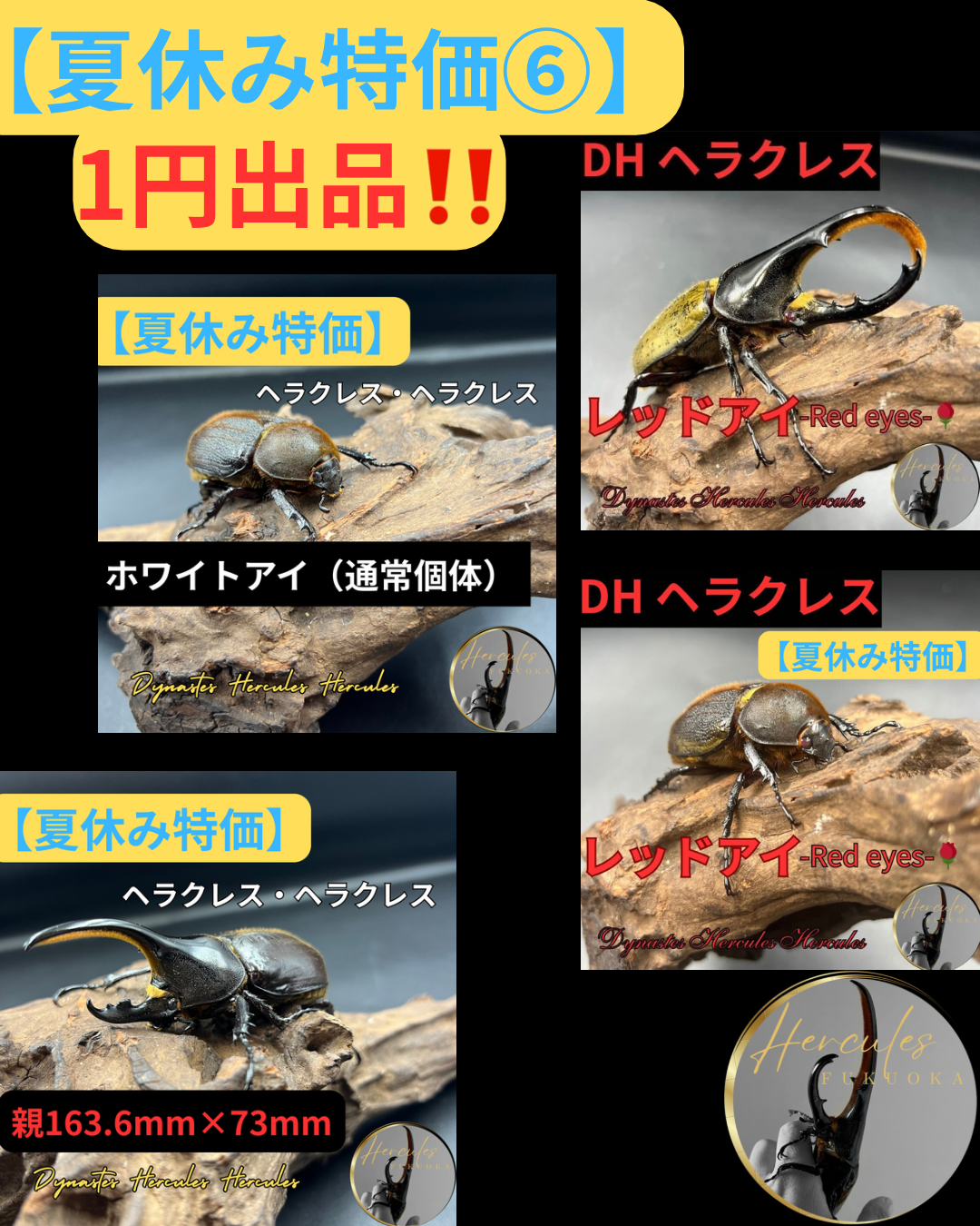 【夏休み特価第6弾‼️✨】