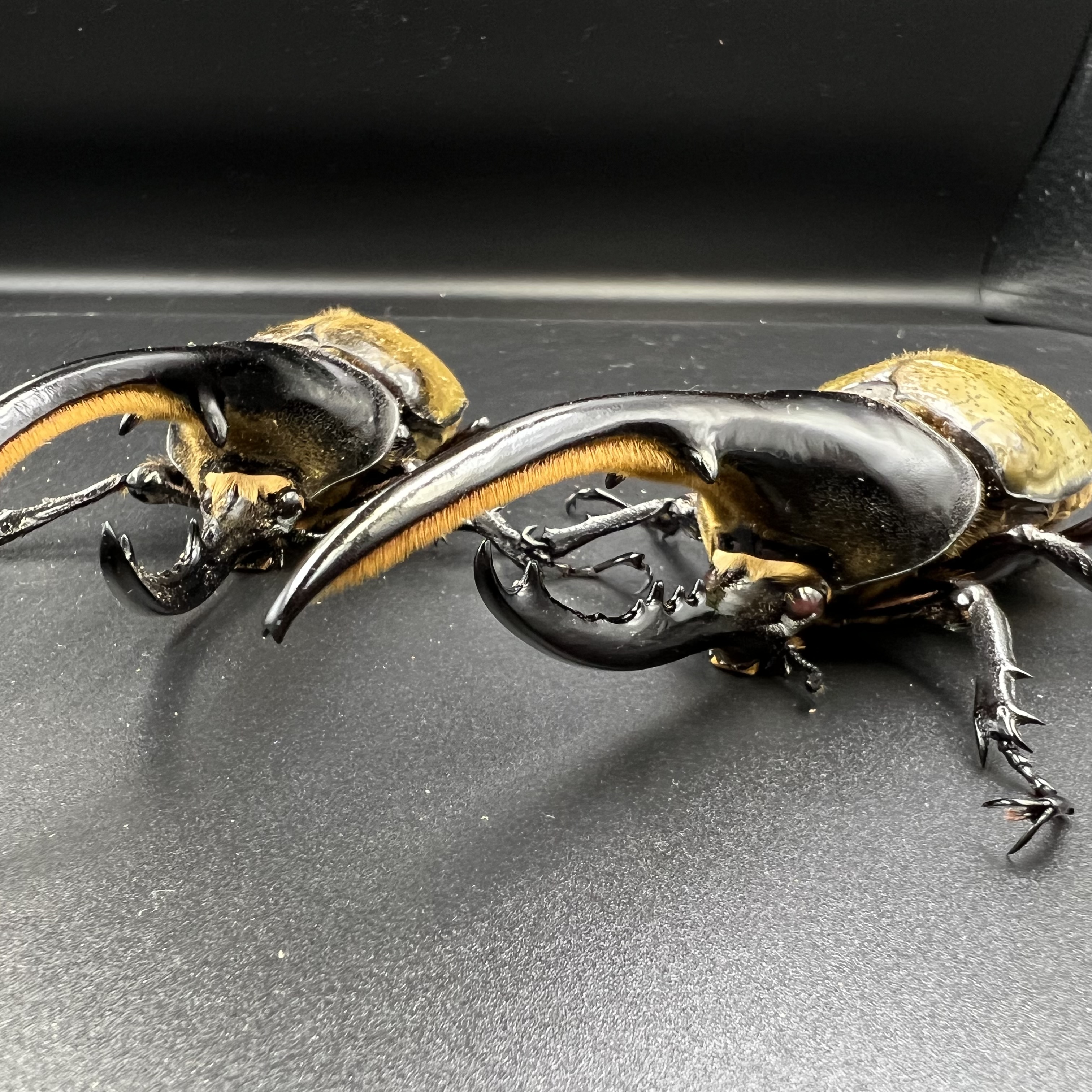 ヘラクレスオオカブトはかっこいい