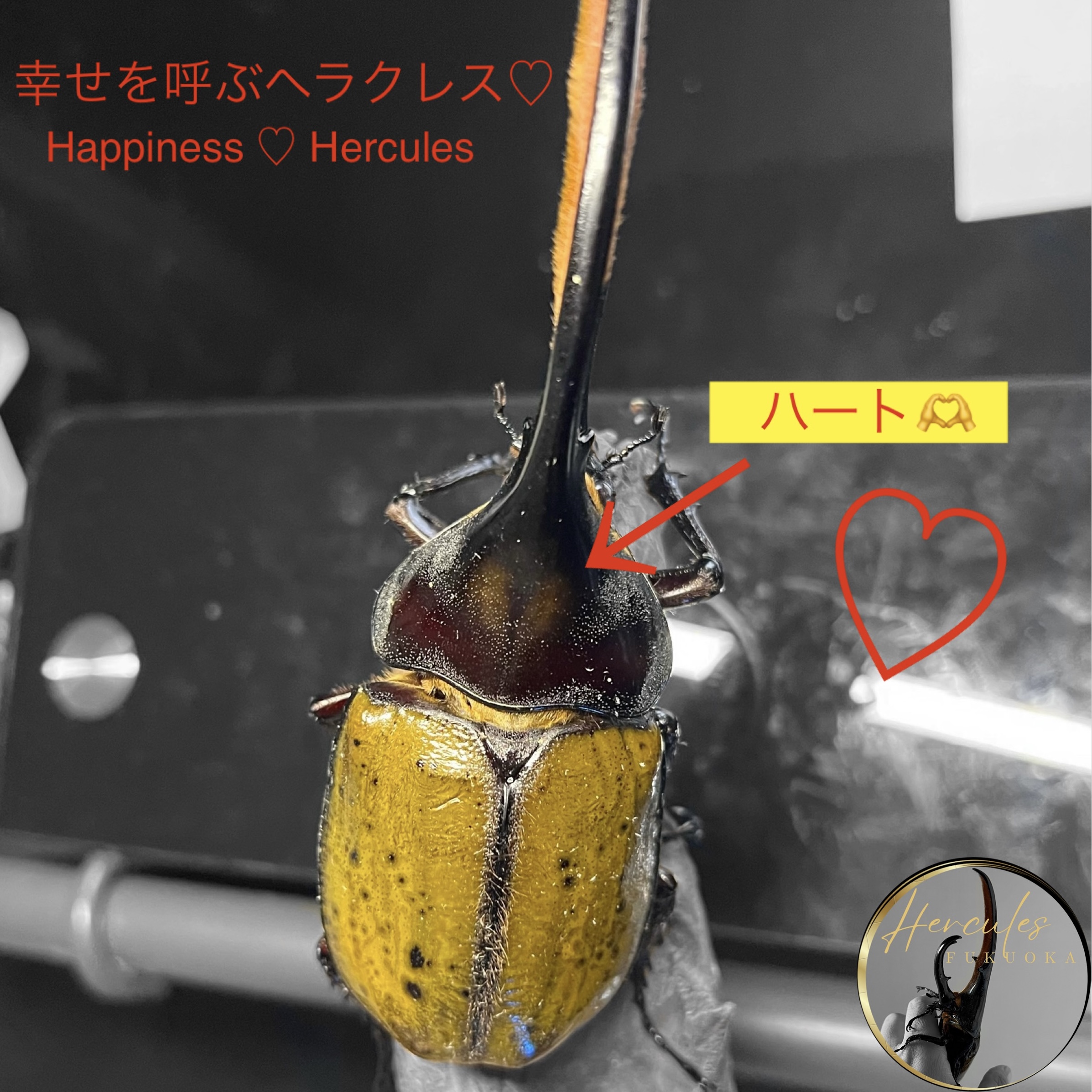 ハートマークのヘラクレス！？♡