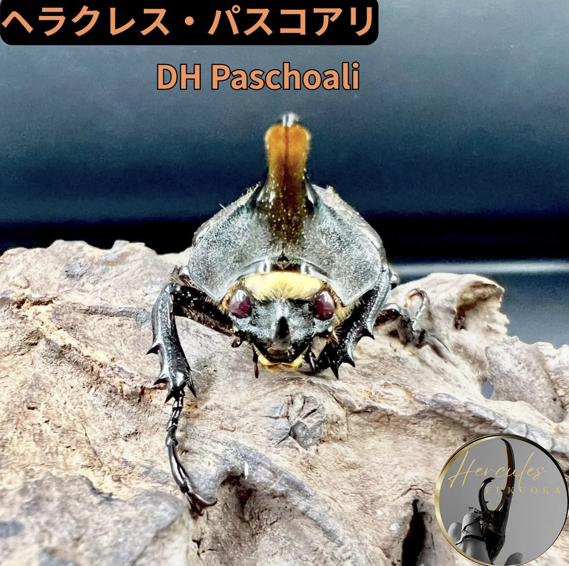 業界初!?レッドアイのパスコアリ誕生!