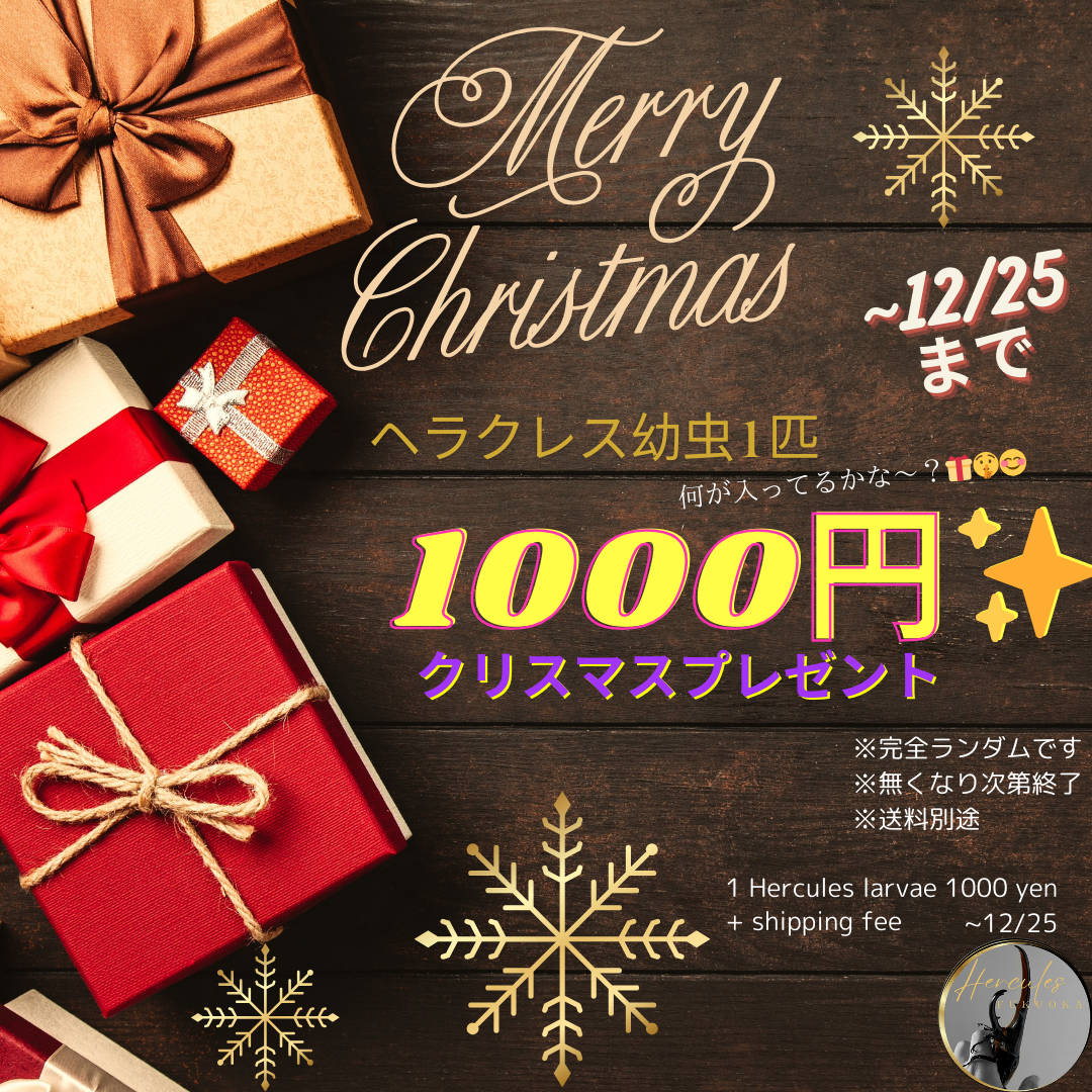 【Xmas🎁４種】ヘラクレス幼虫