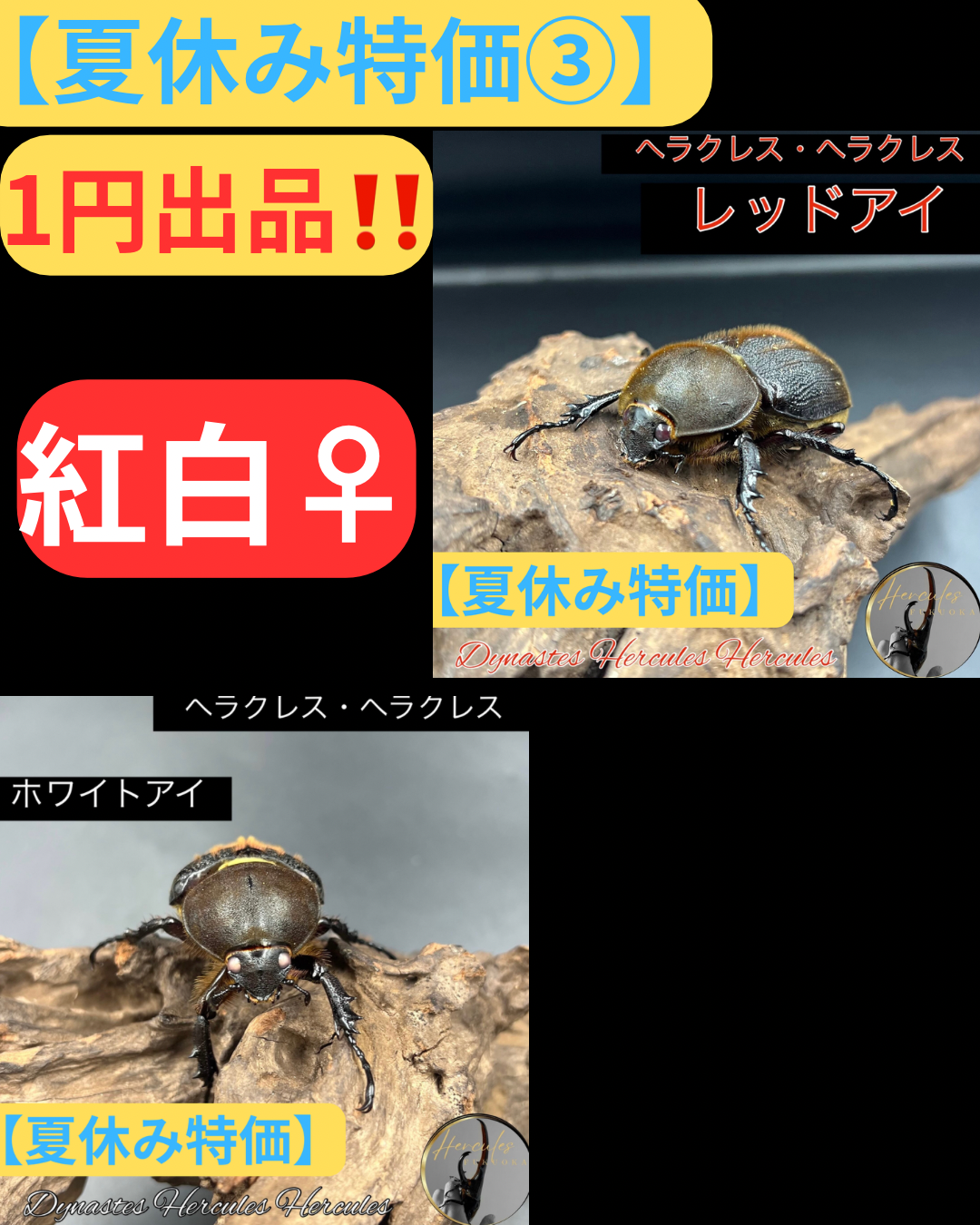 【夏休み特価③🔴⚪️】