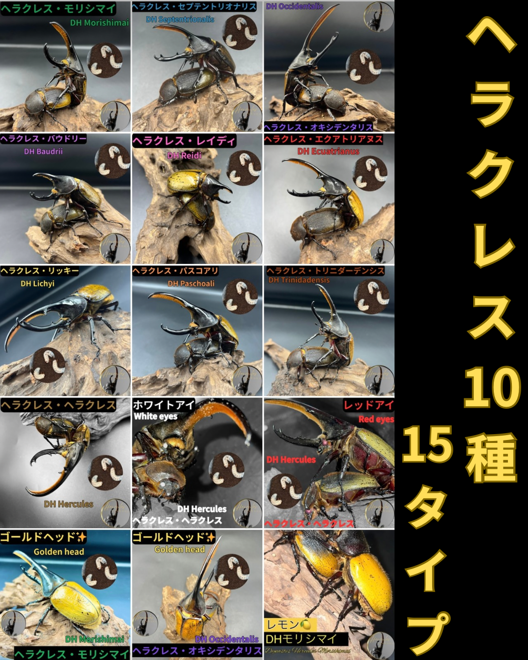 【ヘラクレス10種15タイプ】