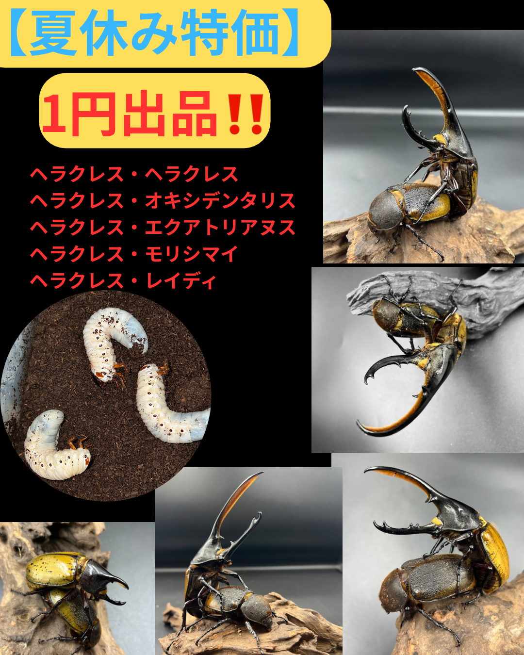 【夏休み特価 １円出品 ヤフオク】