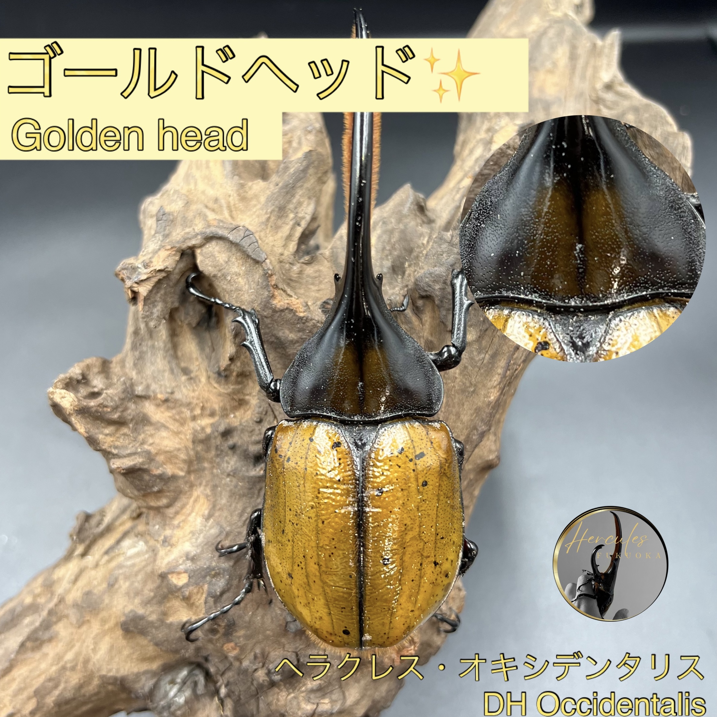 ✨ゴールドヘッド✨ヘラクレスオキシデンタリス