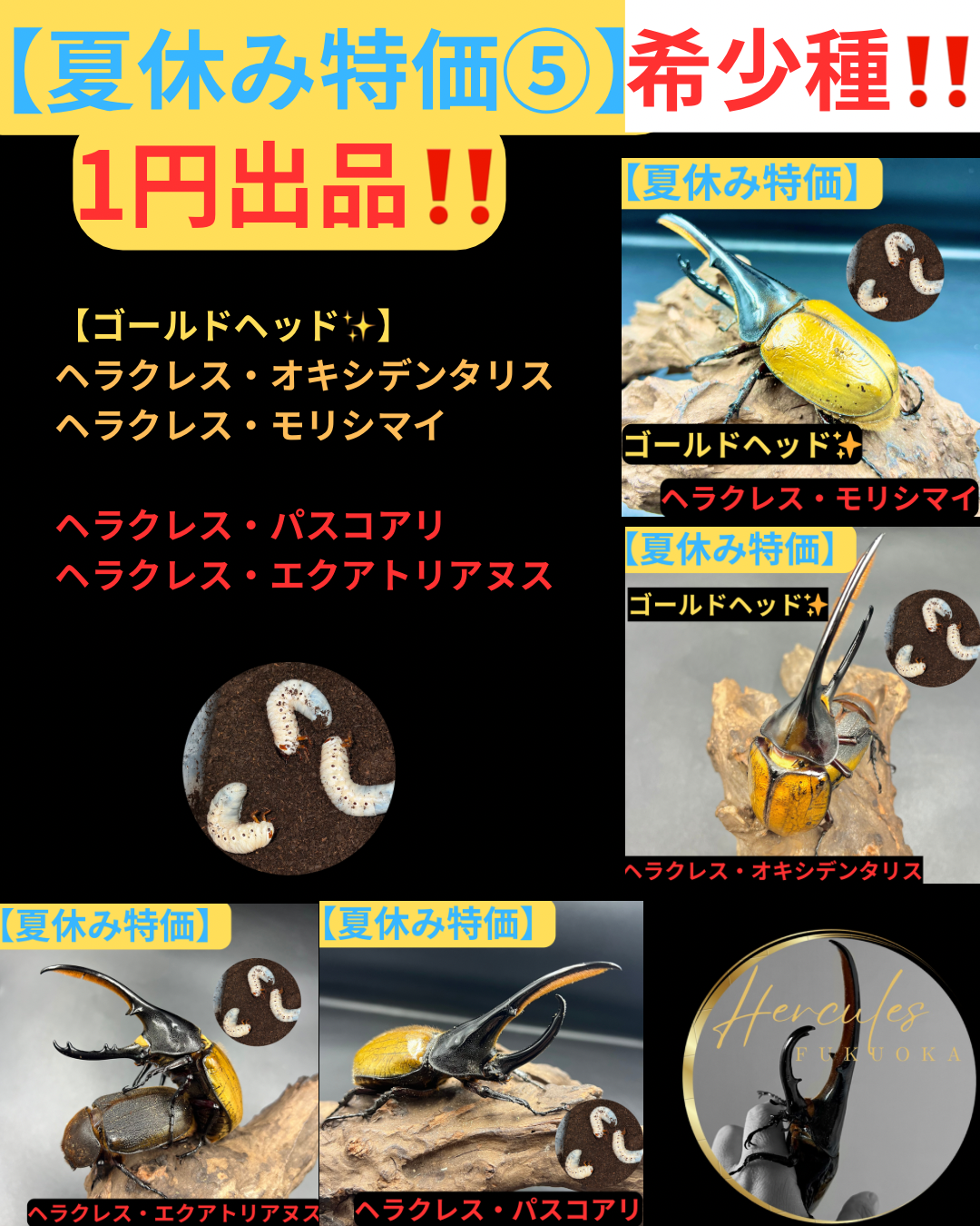 【夏休み特価第5弾‼️✨】