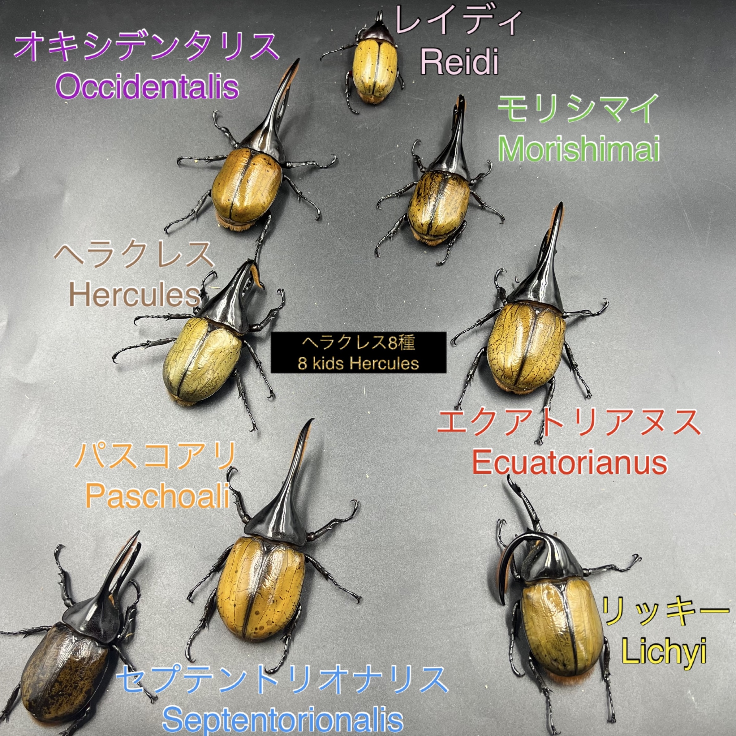 🔥ヘラクレス8種🔥