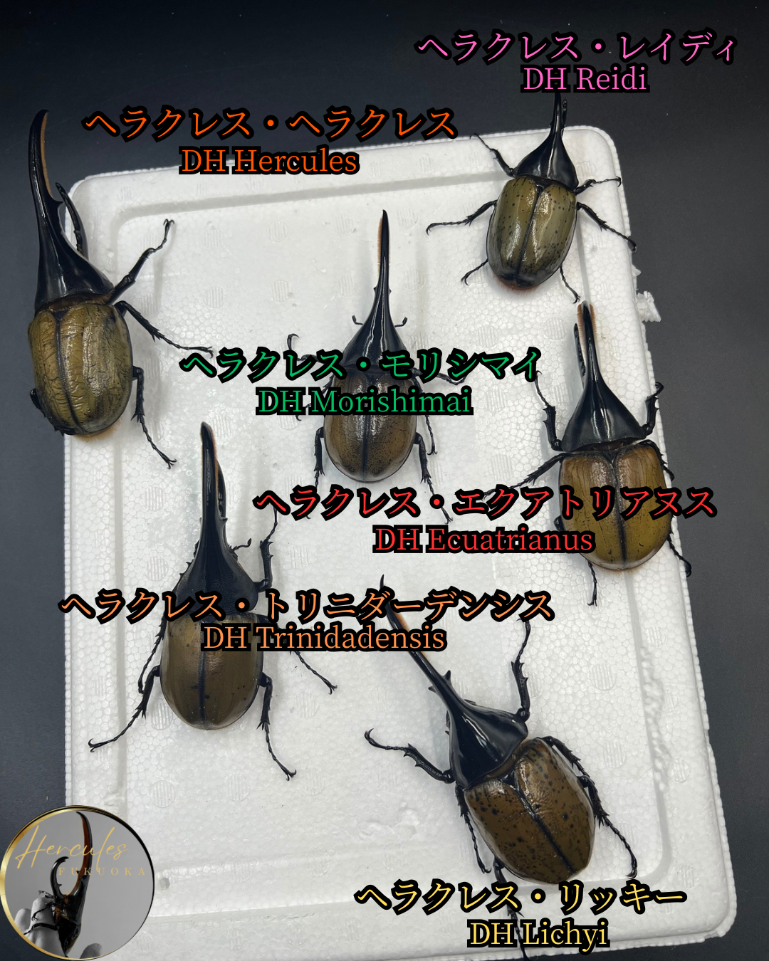 ヘラクレス6種類