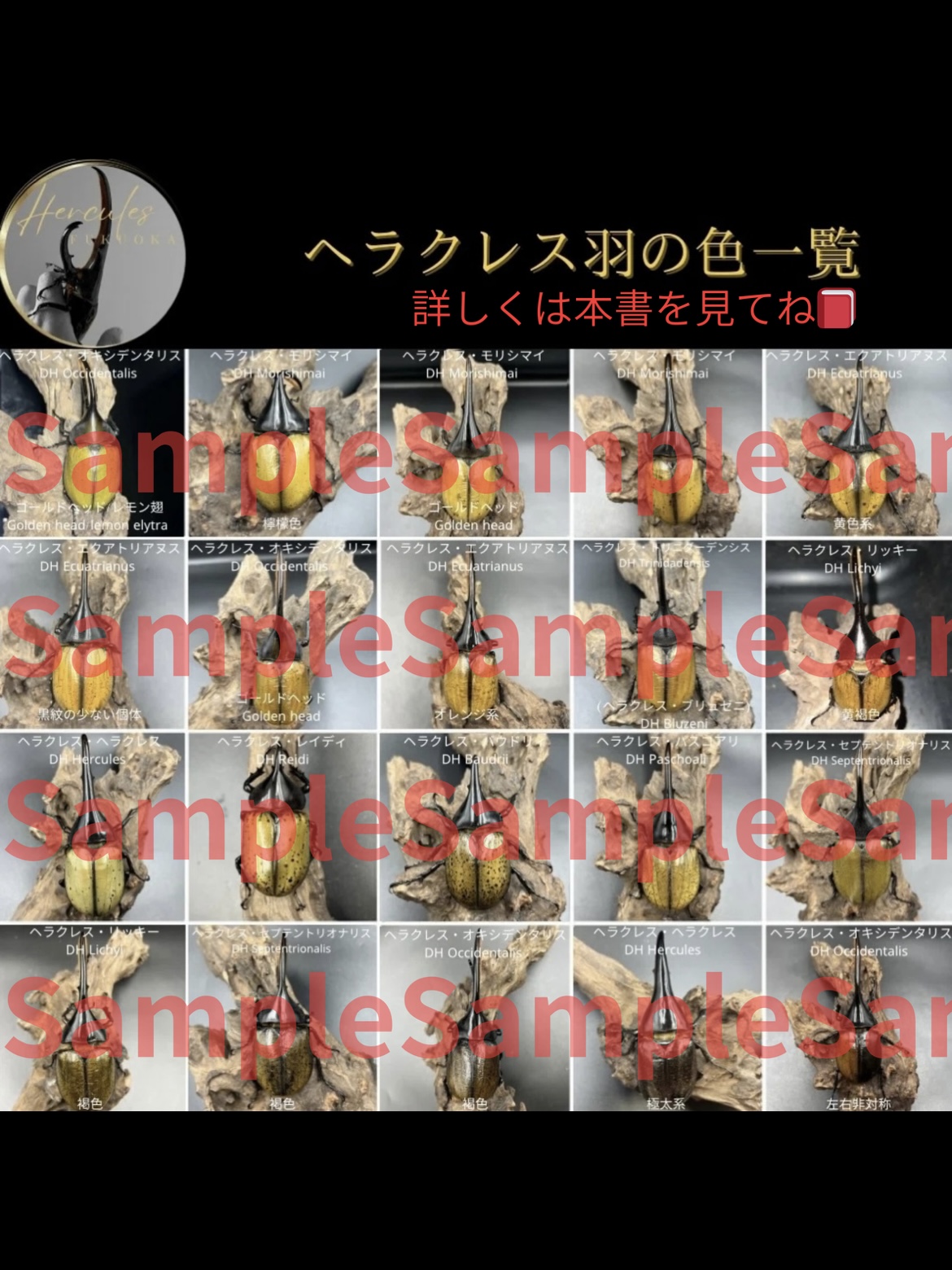 【ヘラクレス一覧】