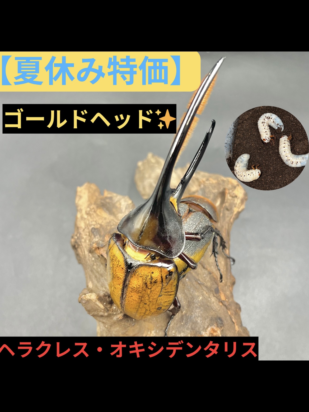 【夏休み特価②】ゴールドヘッド✨ヘラクレスオキシデンタリス