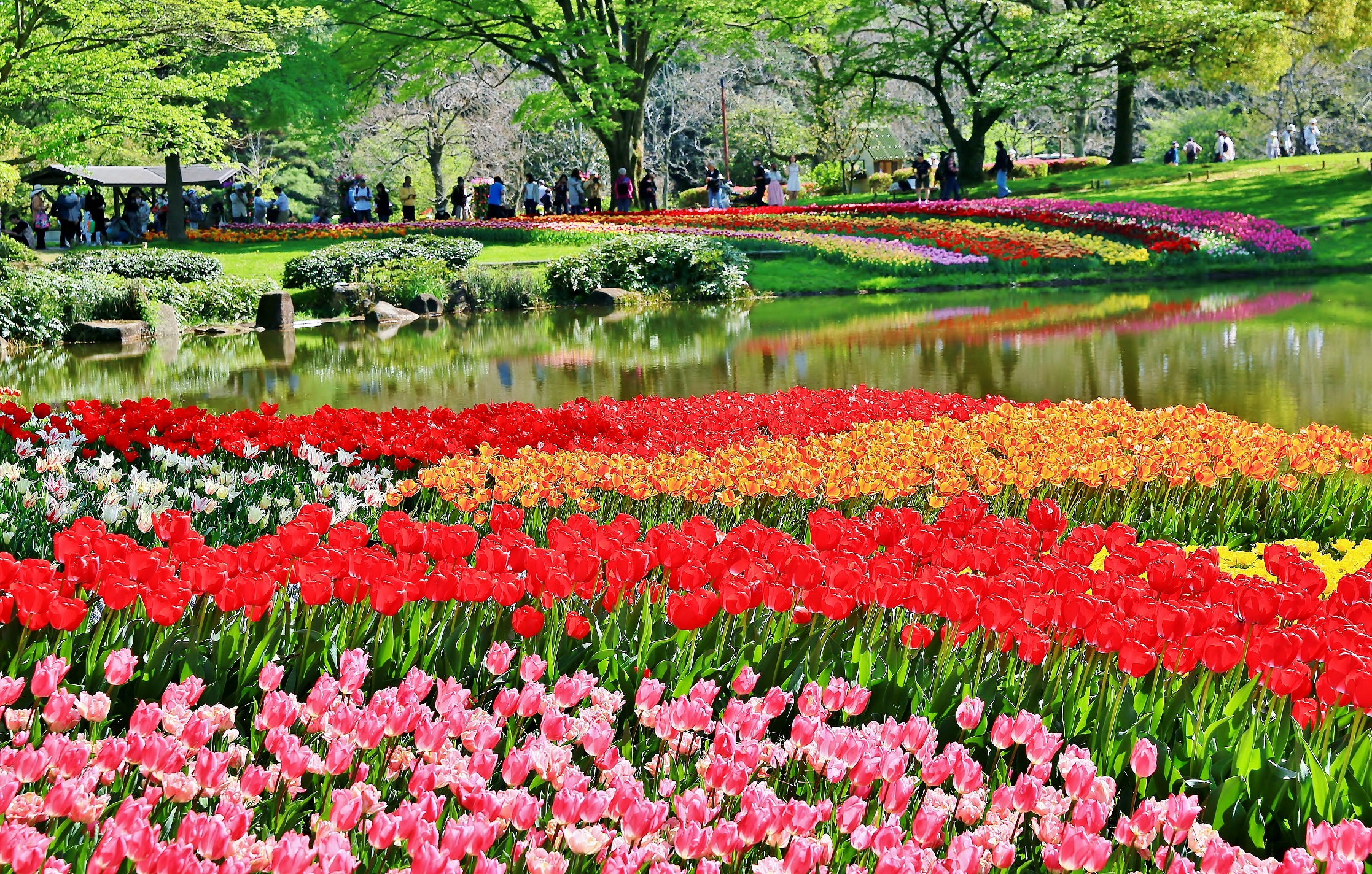 チューリップの花が