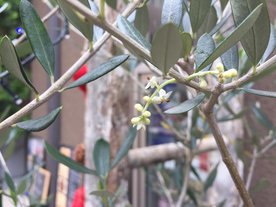 オリーブの木が花盛り！