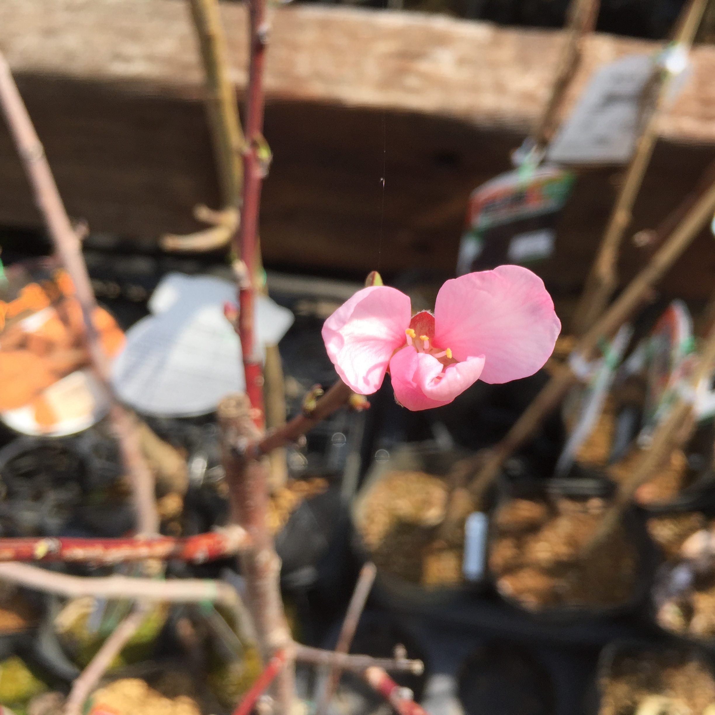 アーモンドの花