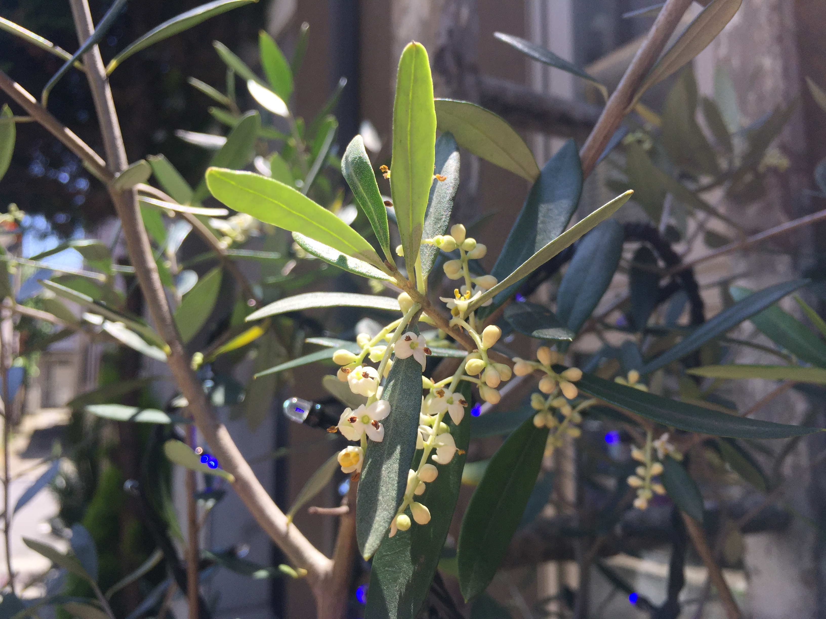 オリーブが開花しました！