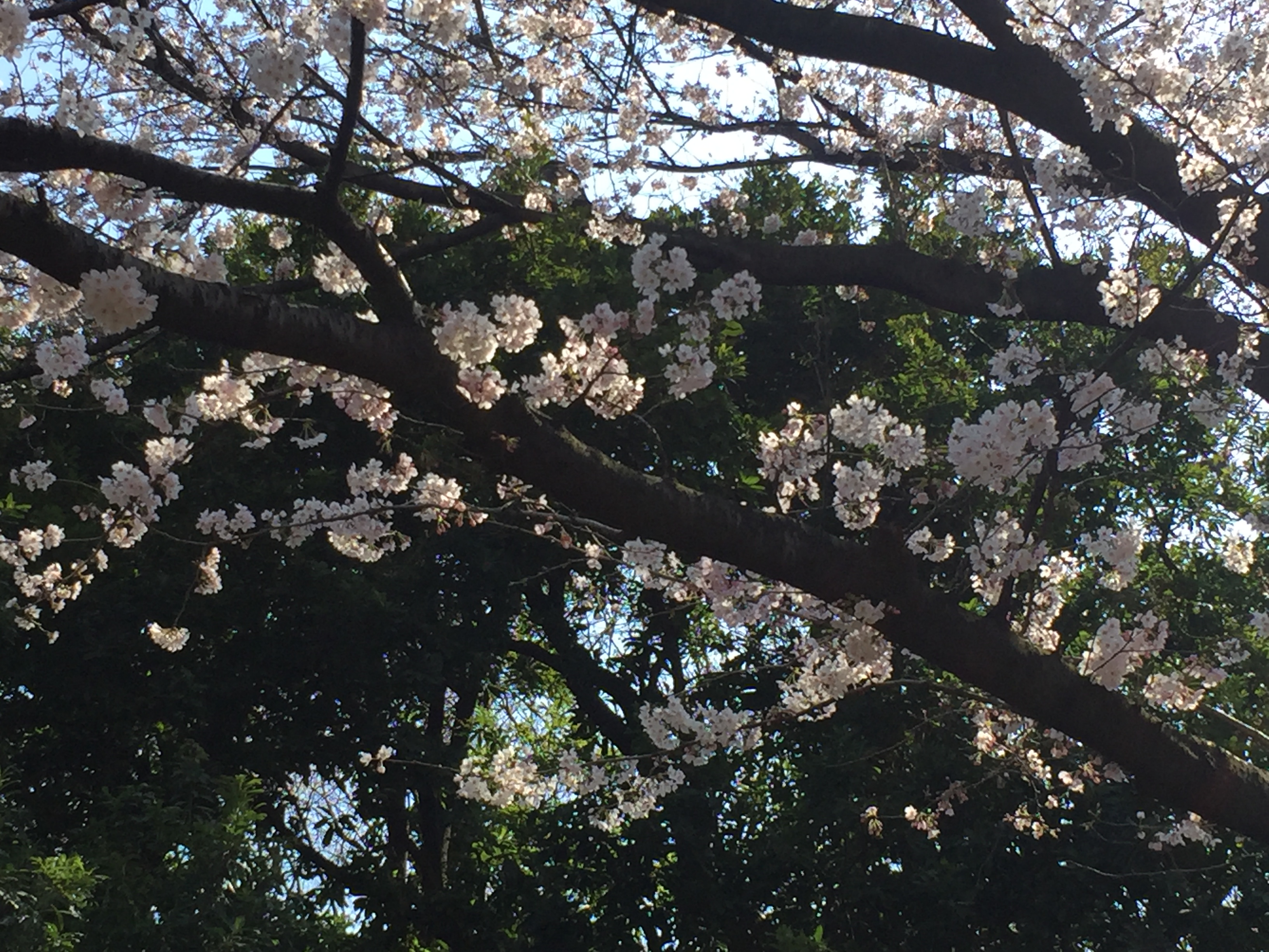 三宿はお花見日和です♪