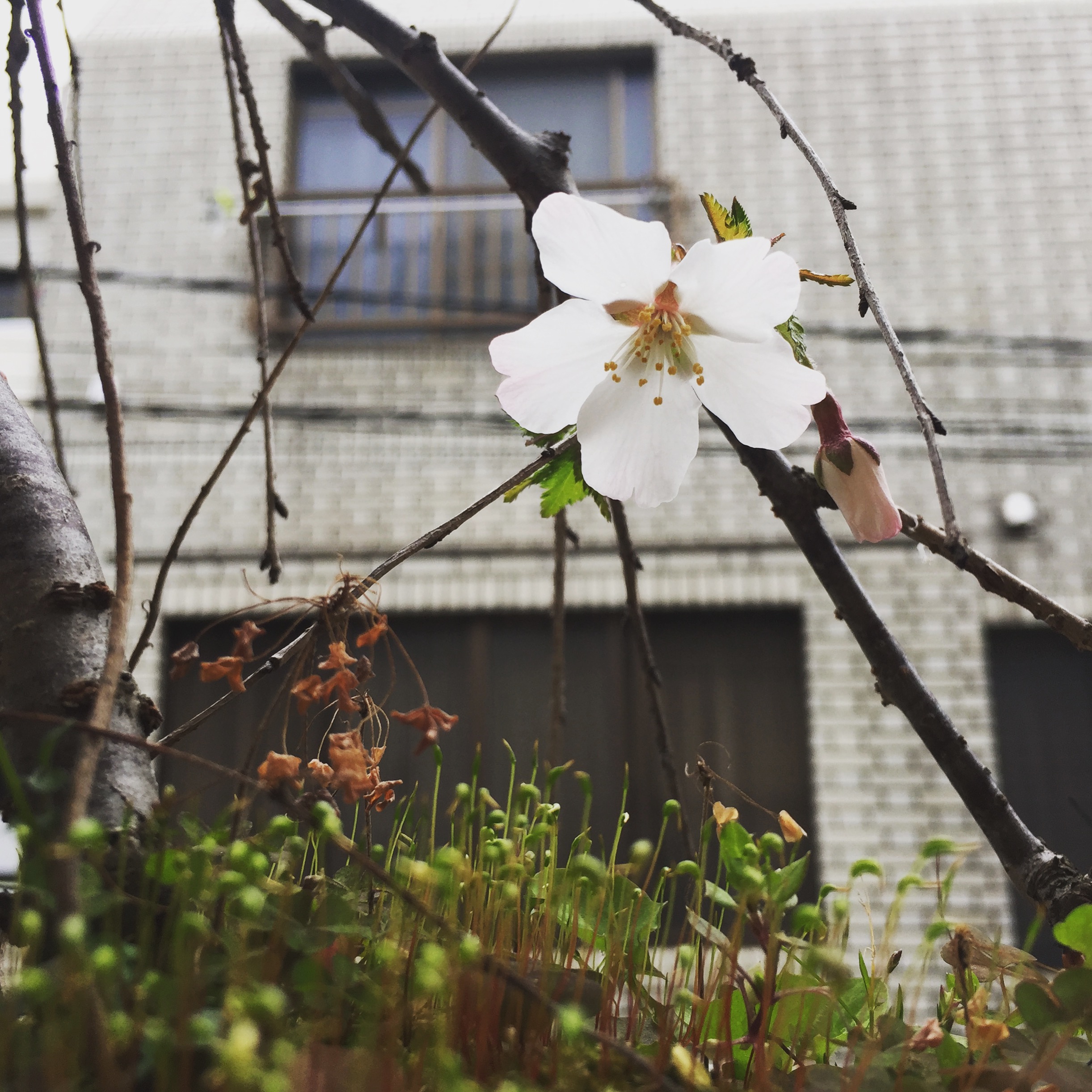 桜が開花しました(*ﾟ∀ﾟ*)