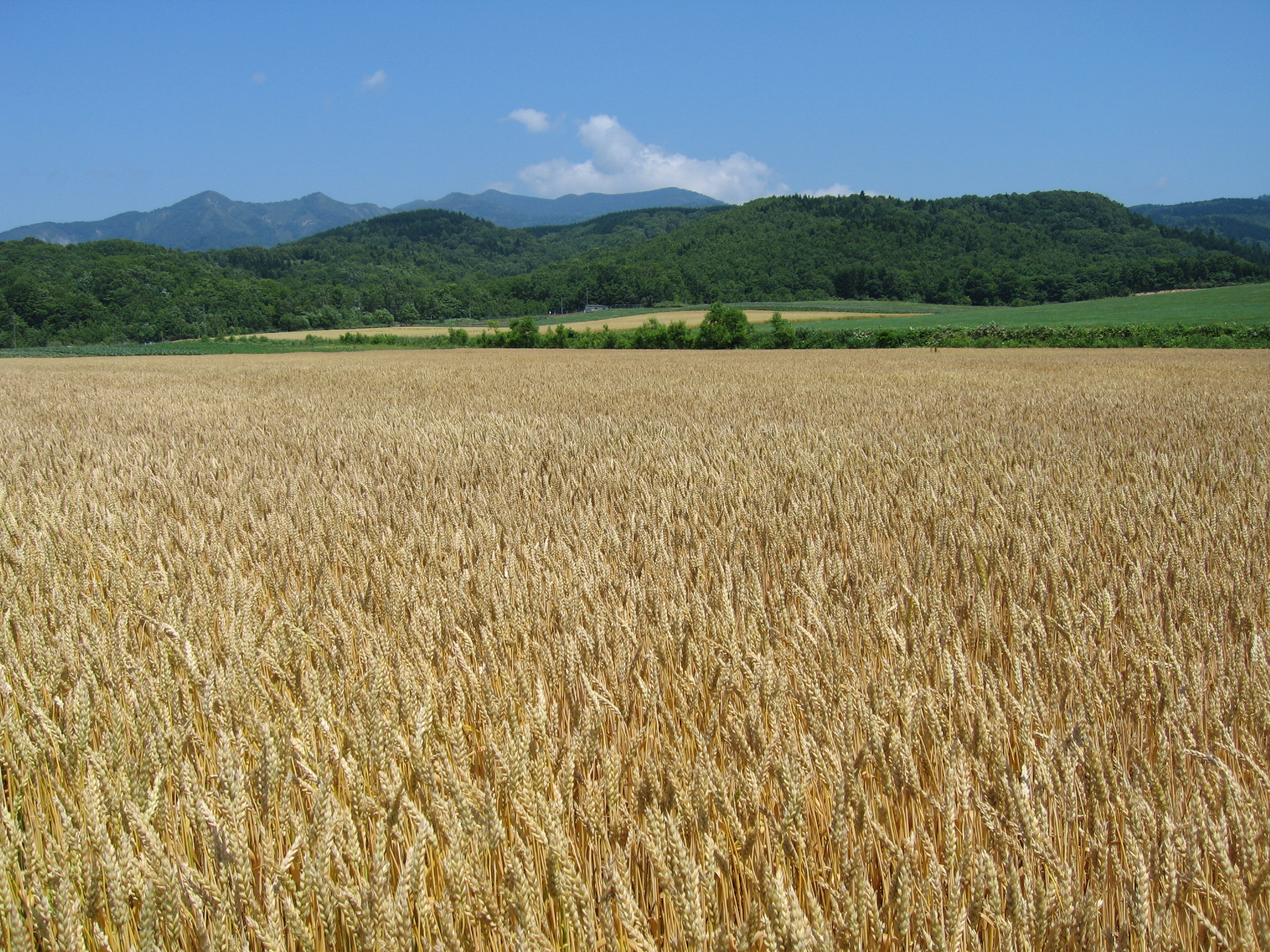 北海道小麦粉100％のうどんの魅力とは？？