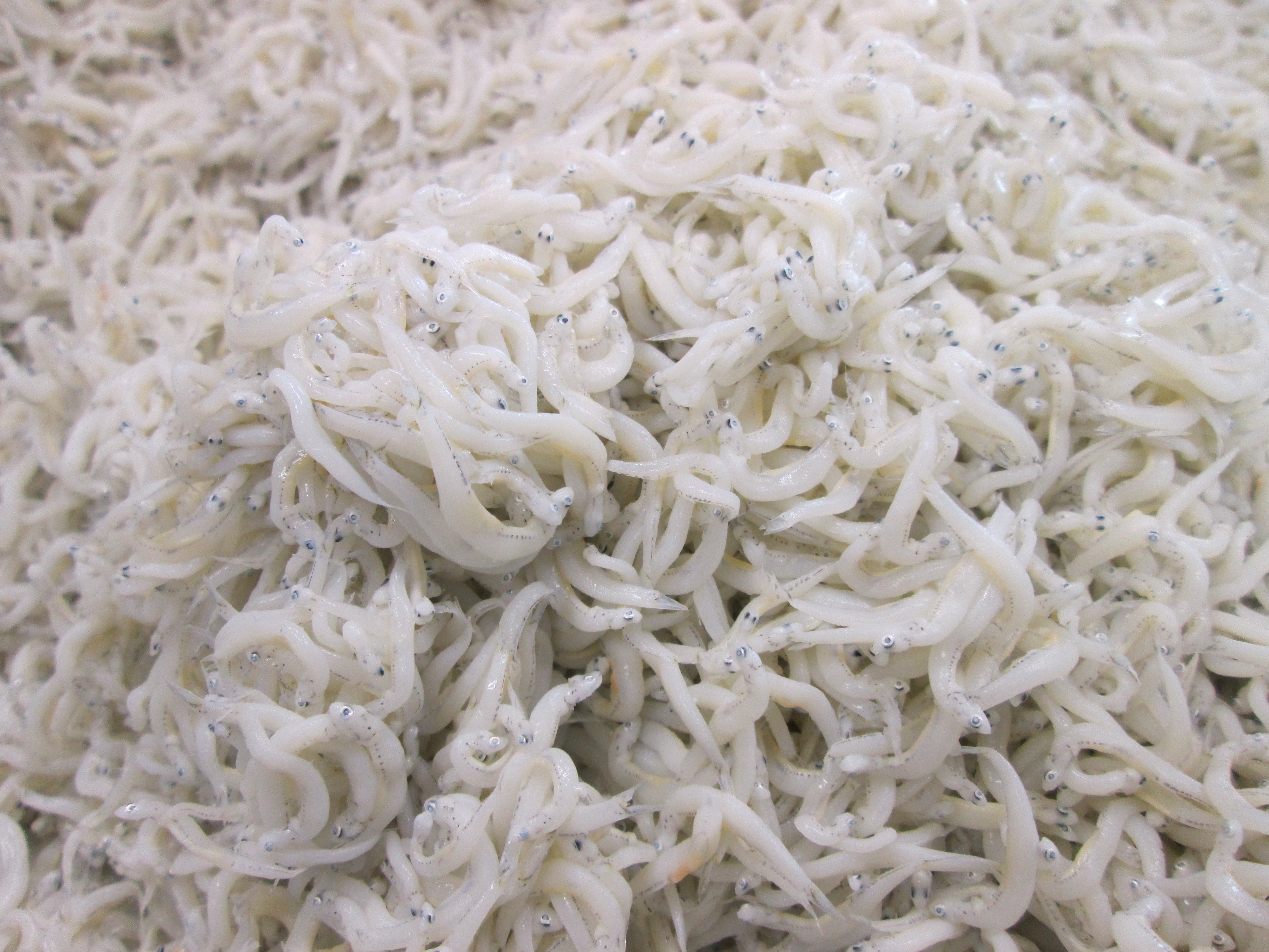 釜揚げしらす販売開始