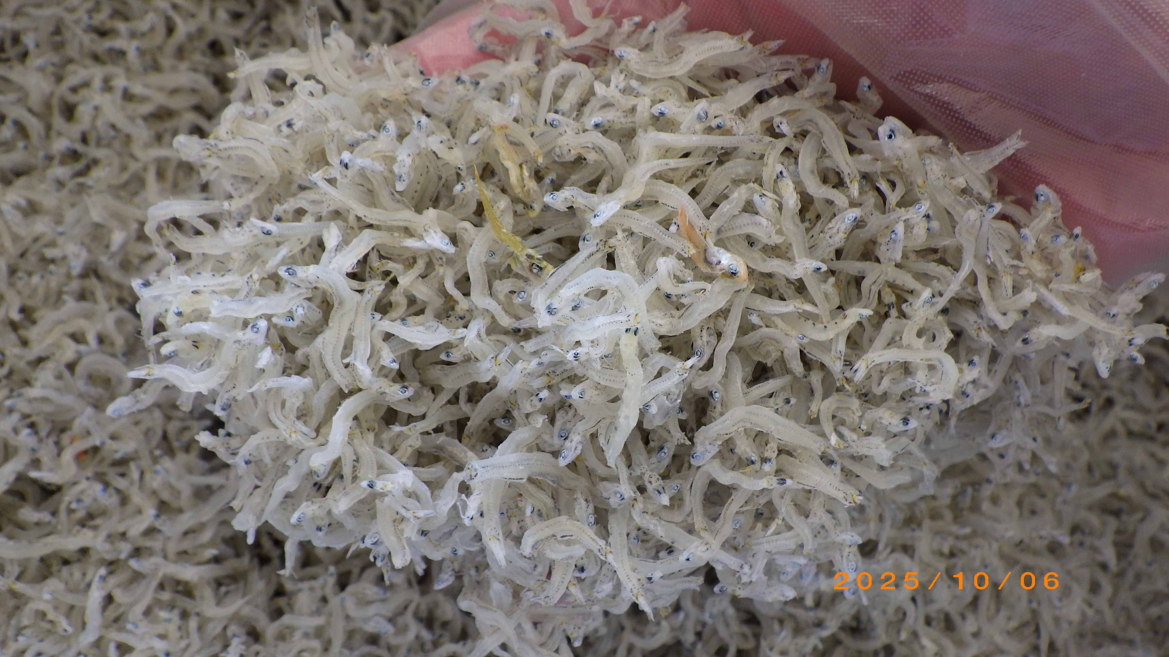 ちりめん 少し大きめサイズ 商品入れ替えによる商品価格更新