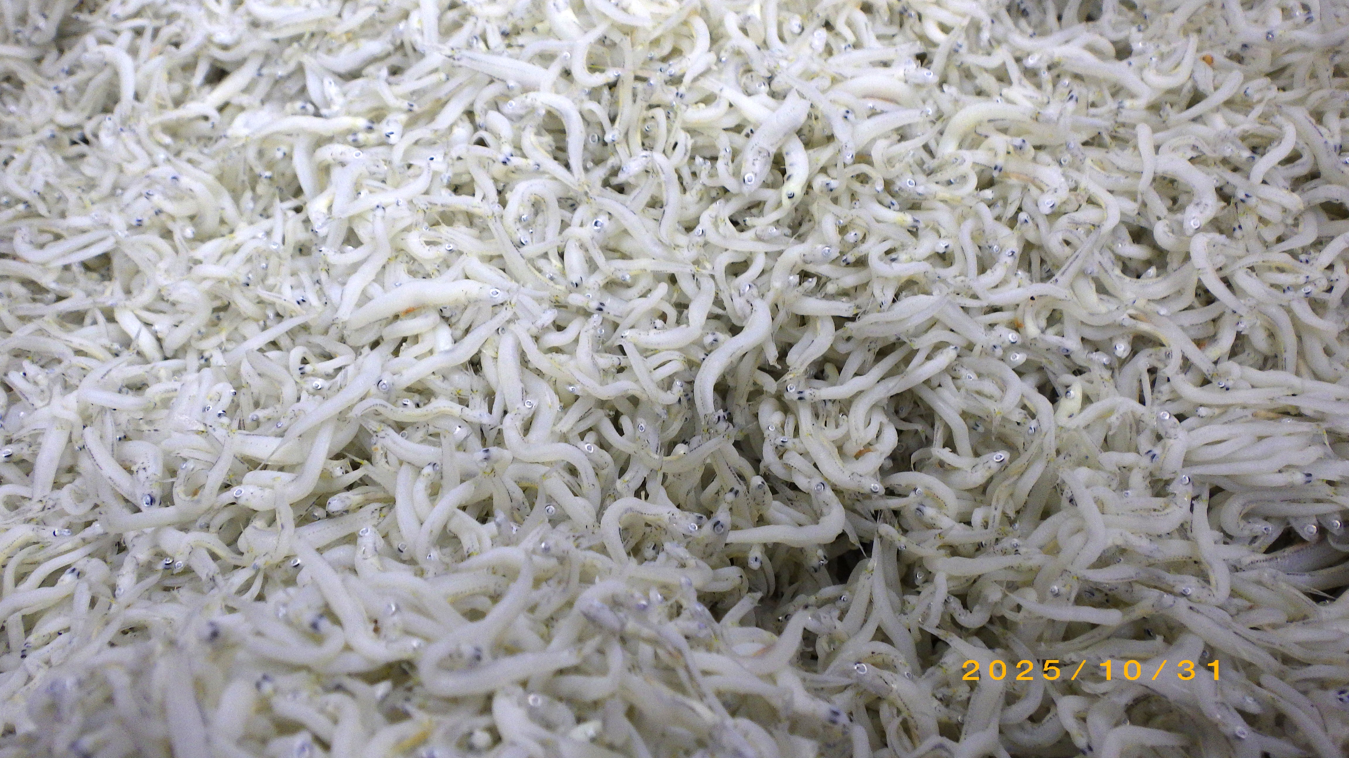 やわらかちりめん入荷のお知らせ