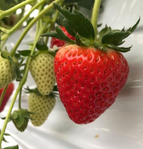 3/22まで!いちご古都華 専用サイトへの移行のお知らせ