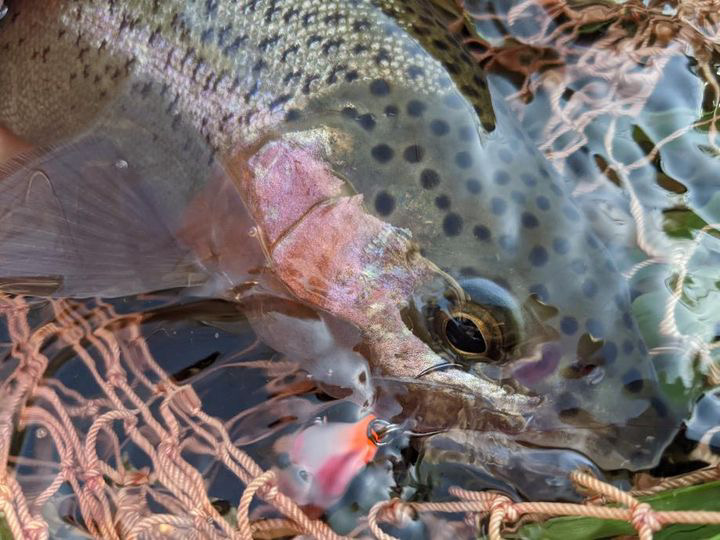 GO-SLOW fishing 〜ニジマス〜